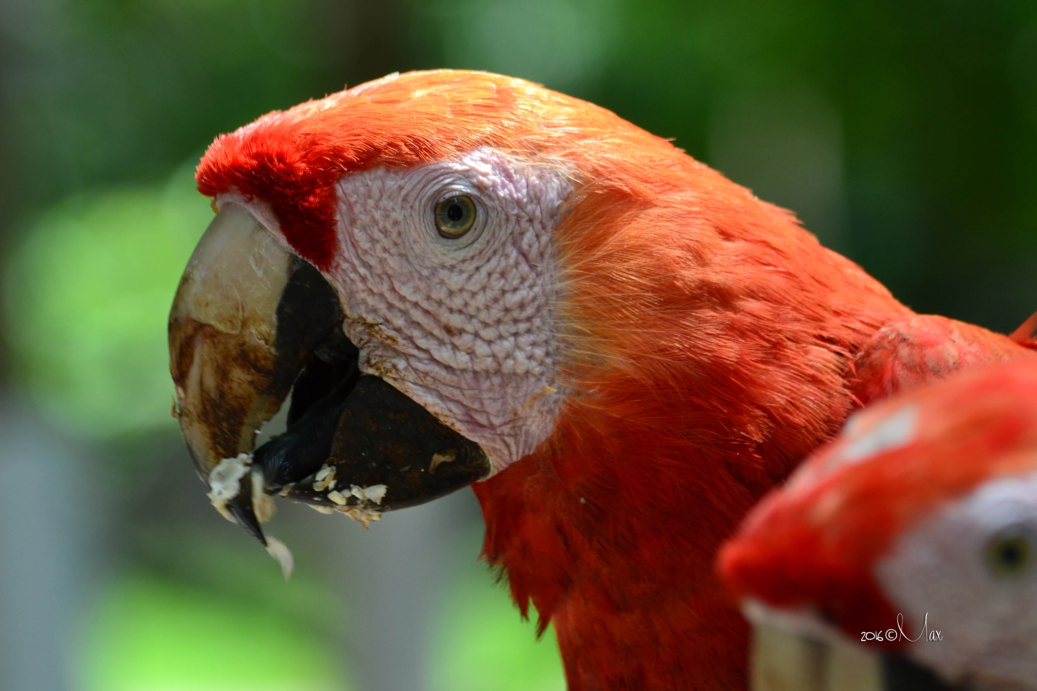 Nikon D3100 + Sigma 18-200mm F3.5-6.3 DC OS HSM sample photo. Red macaw photography