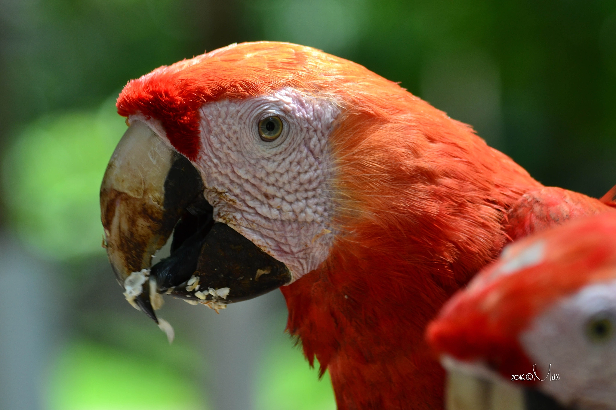 Sigma 18-200mm F3.5-6.3 DC OS HSM sample photo. Red macaw photography