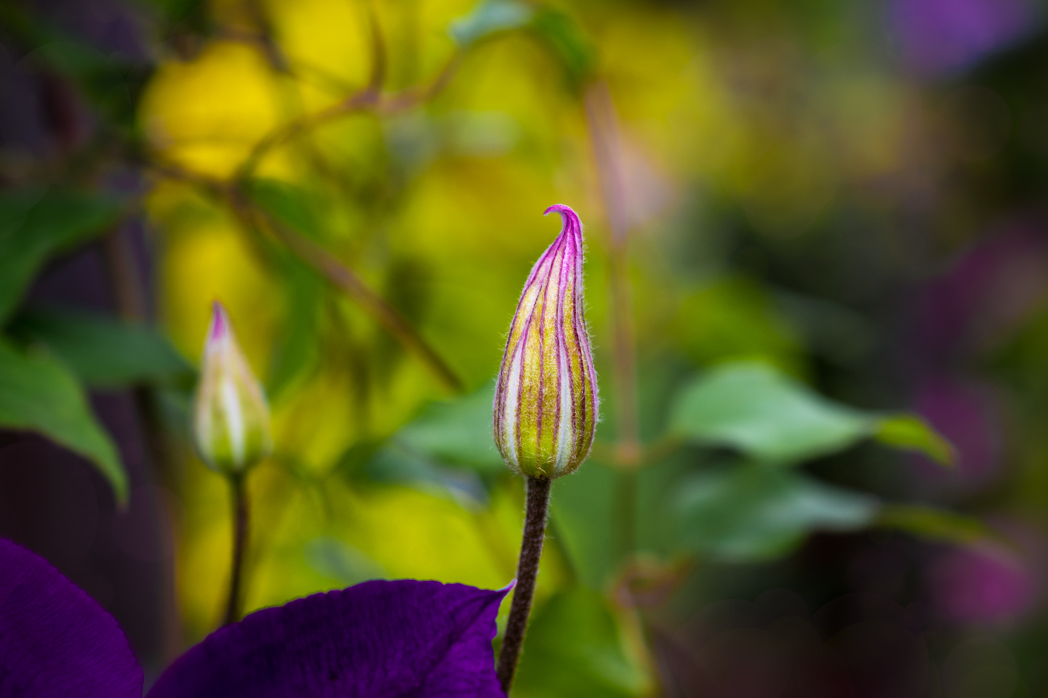 Nikon AF-S DX Micro Nikkor 40mm F2.8 sample photo. Flower323 photography