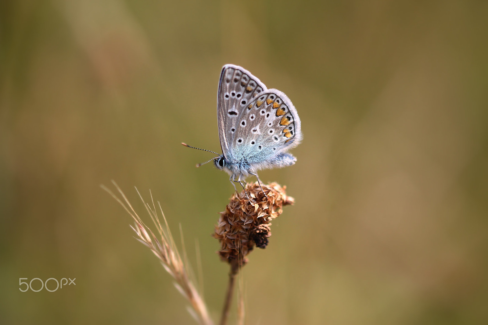Sigma 105mm F2.8 EX DG OS HSM sample photo. One moment in time photography