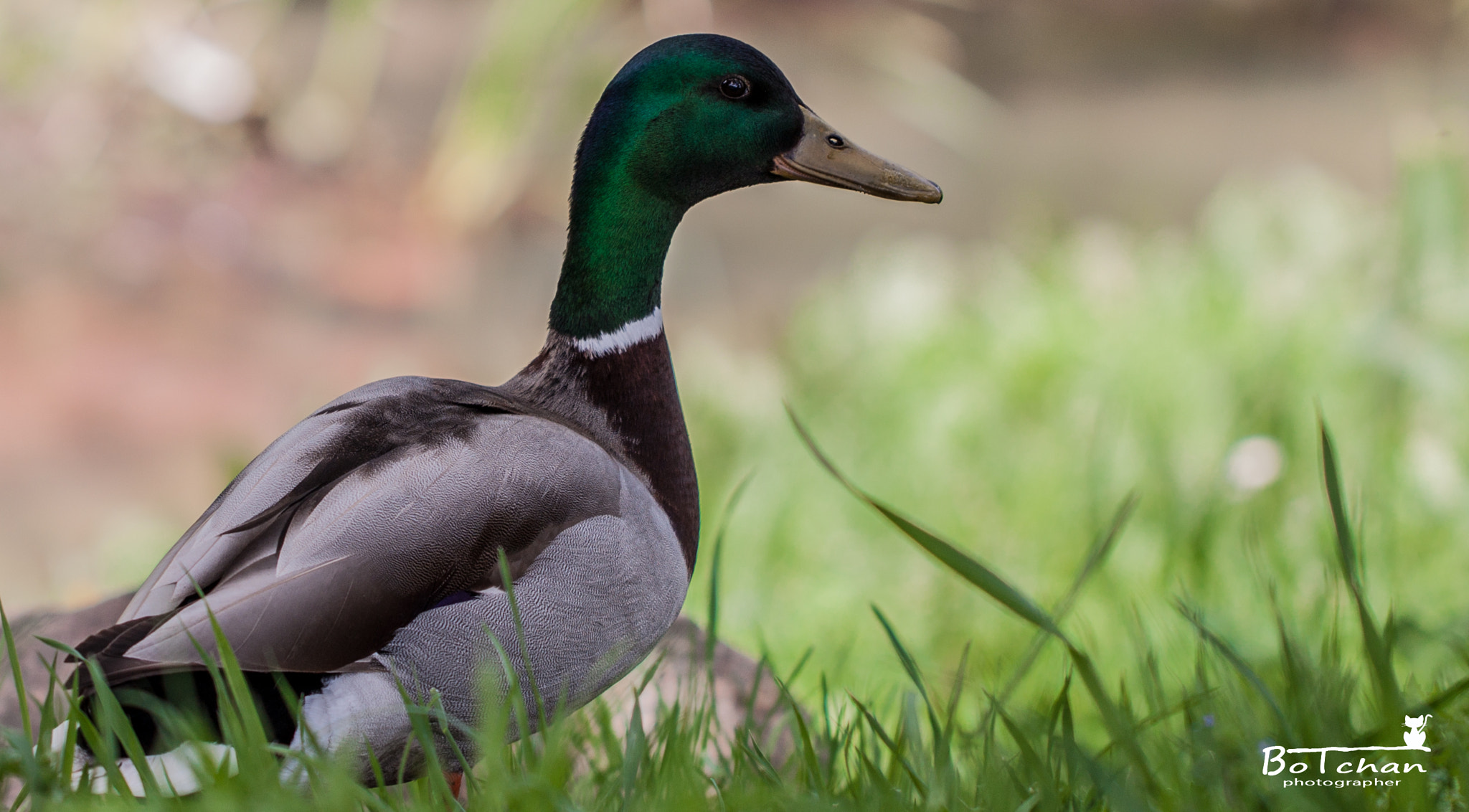 Canon EOS 50D + Canon EF 100mm F2.8L Macro IS USM sample photo. Please , no flash photography