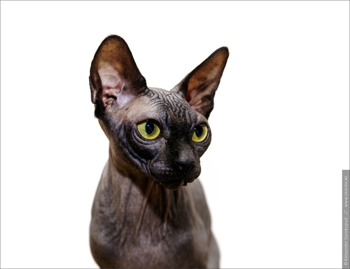 Beautiful sphynx cat portrait on white background