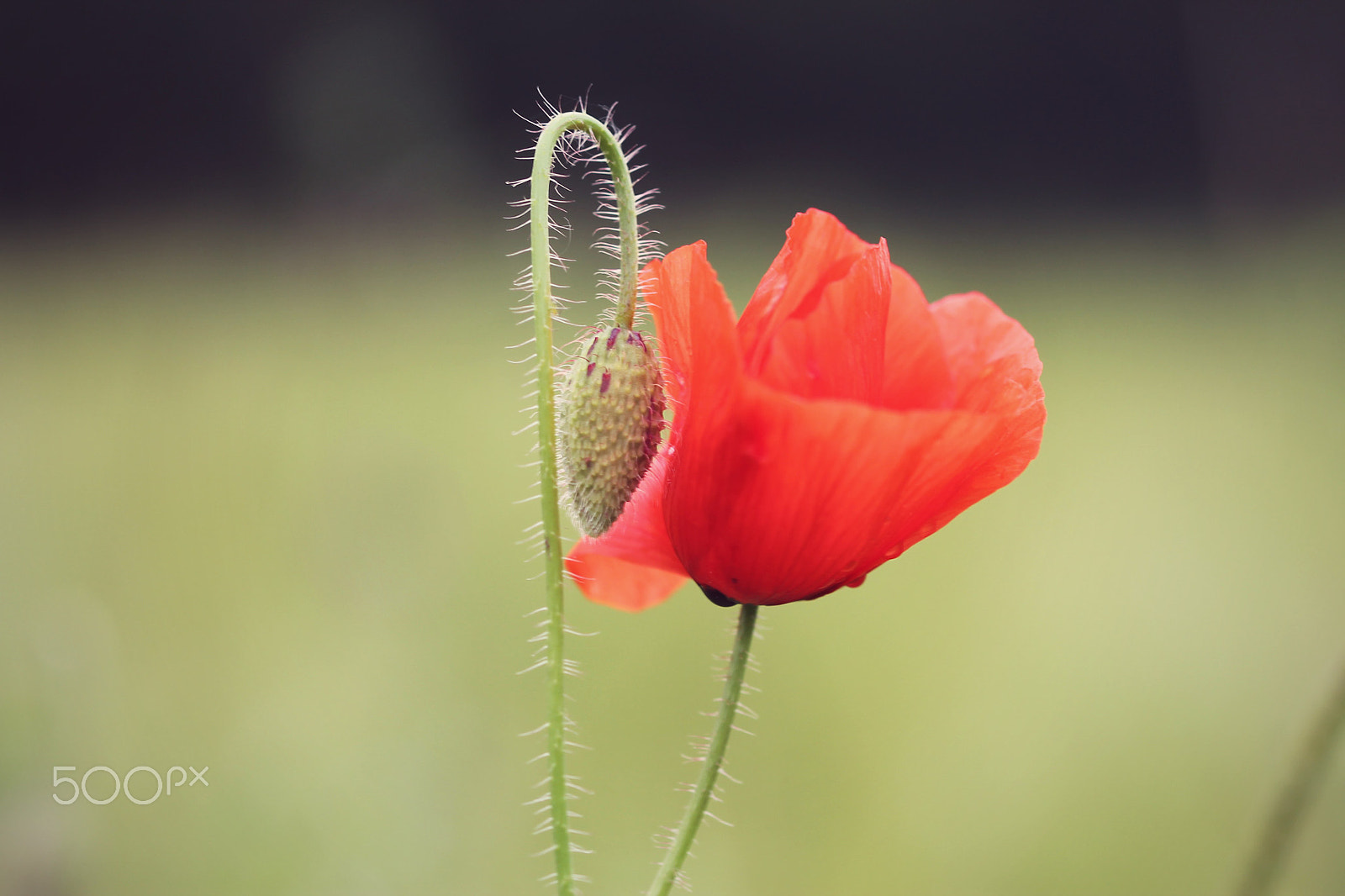 Sigma 105mm F2.8 EX DG OS HSM sample photo. Right at your side photography