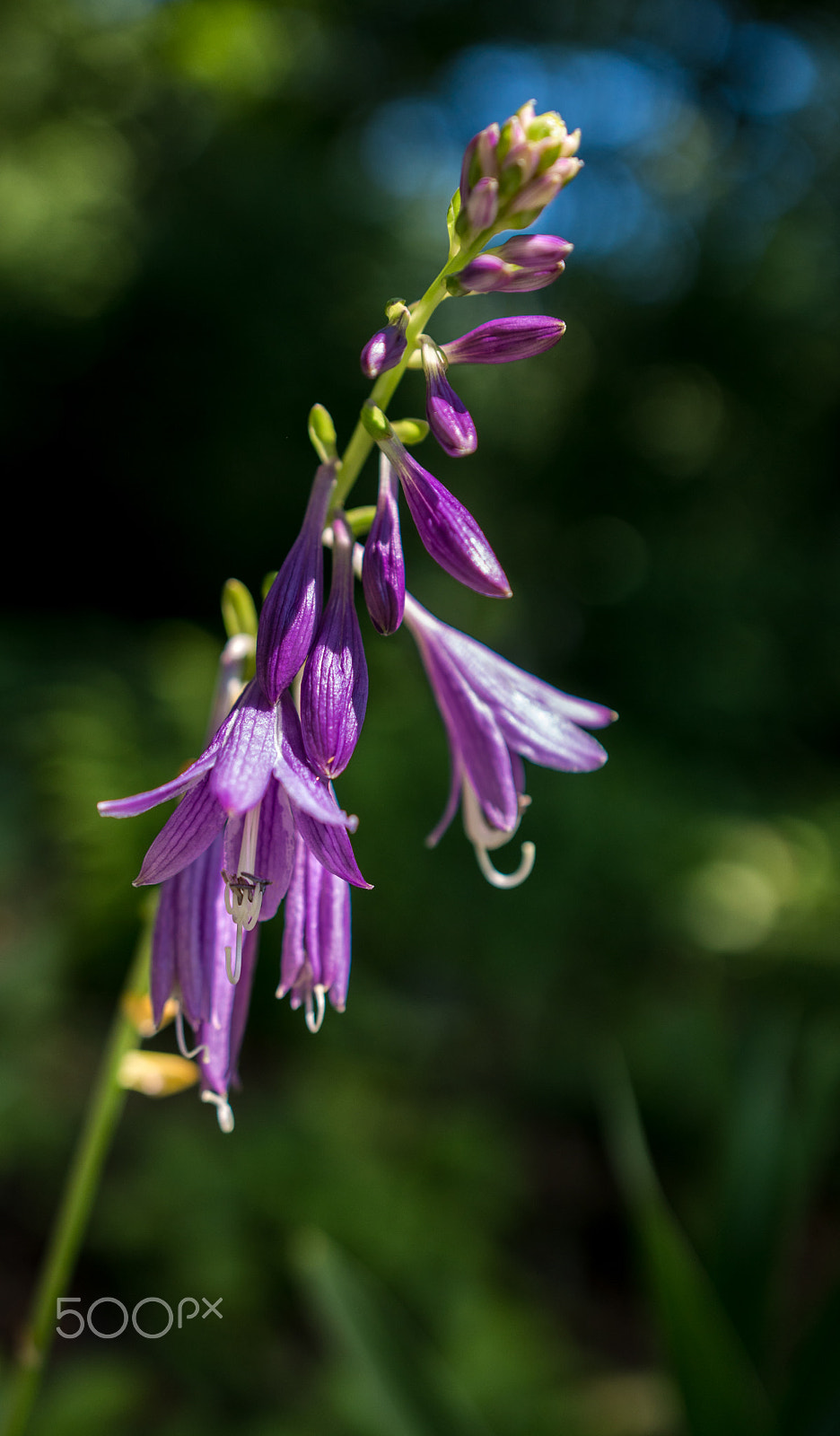 Sony a6300 + 18-35mm F1.8 DC HSM | Art 013 sample photo. Purple bells ii photography