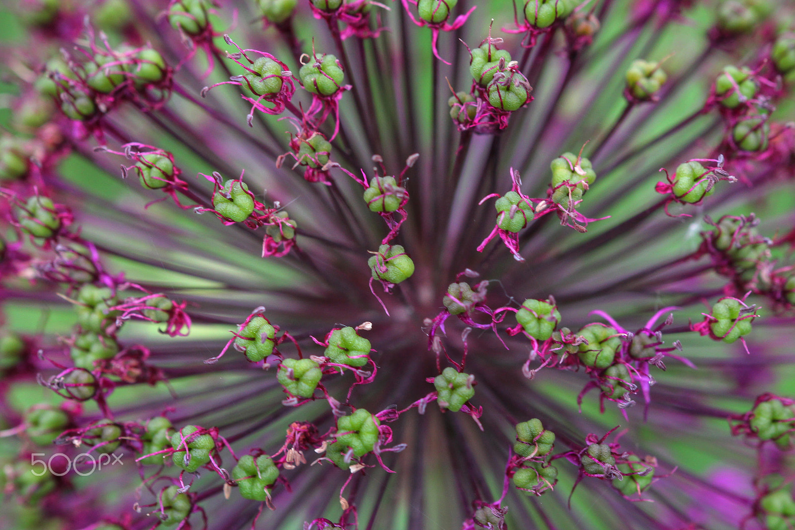 Sigma 105mm F2.8 EX DG OS HSM sample photo. Electron orbitals photography