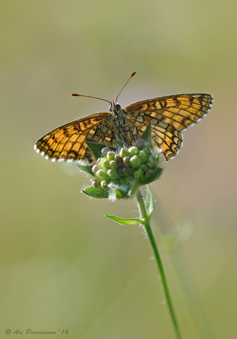 Sigma 150mm F2.8 EX DG OS Macro HSM sample photo. Melitaea athalia photography