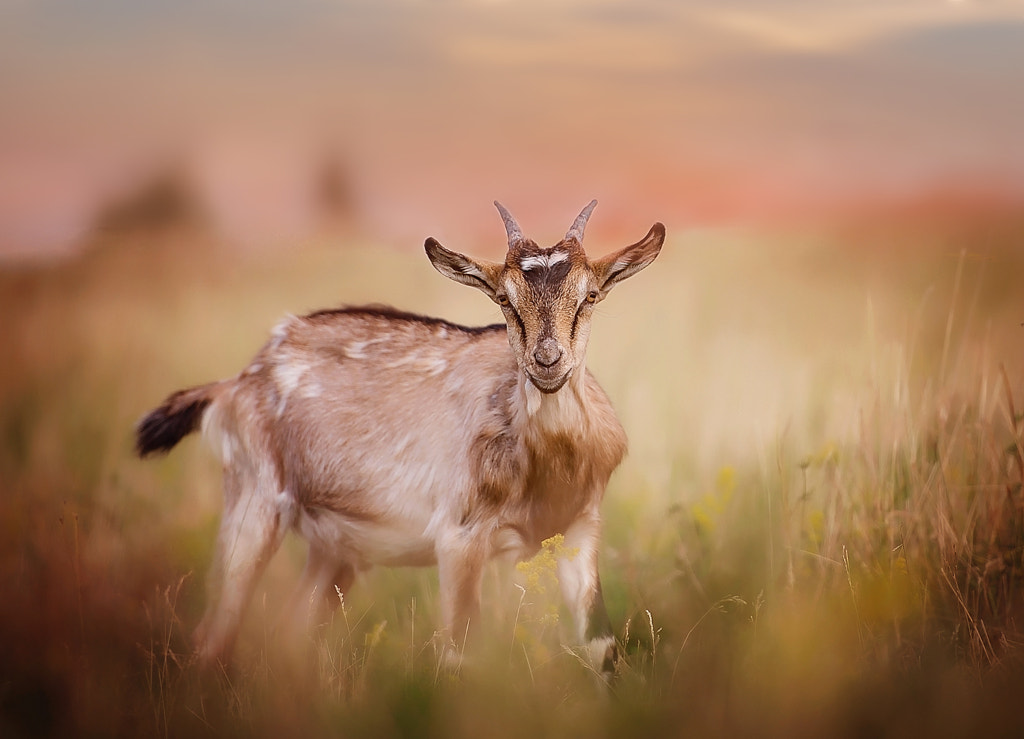 story goat by Mirabella Bress on 500px.com
