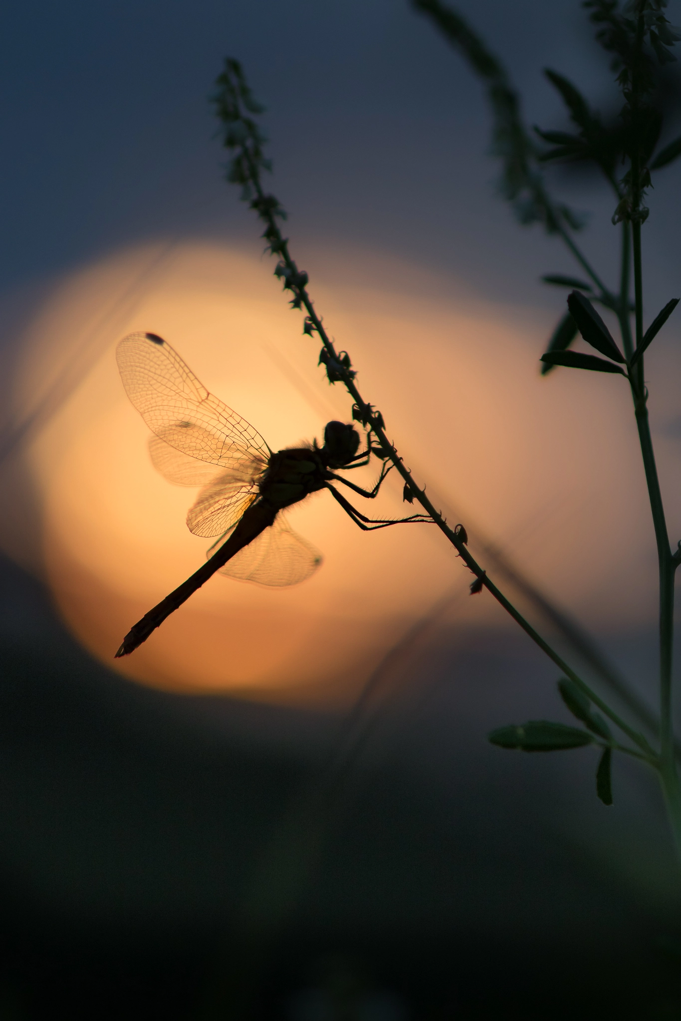 Canon EF 100mm F2.8 Macro USM sample photo. In the spotlight photography
