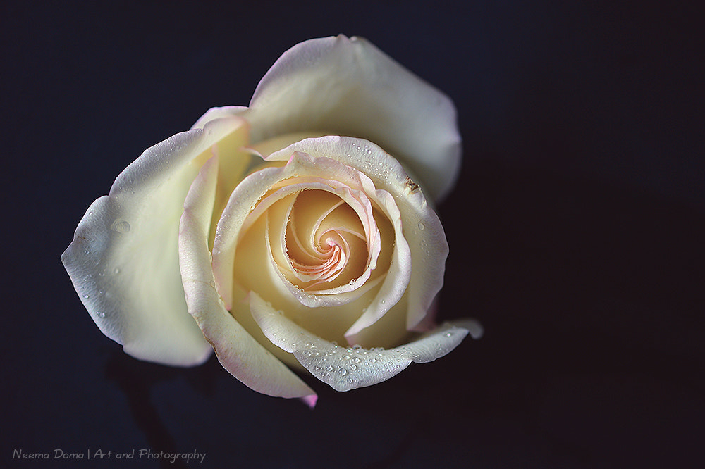 Nikon Df sample photo. Rose photography