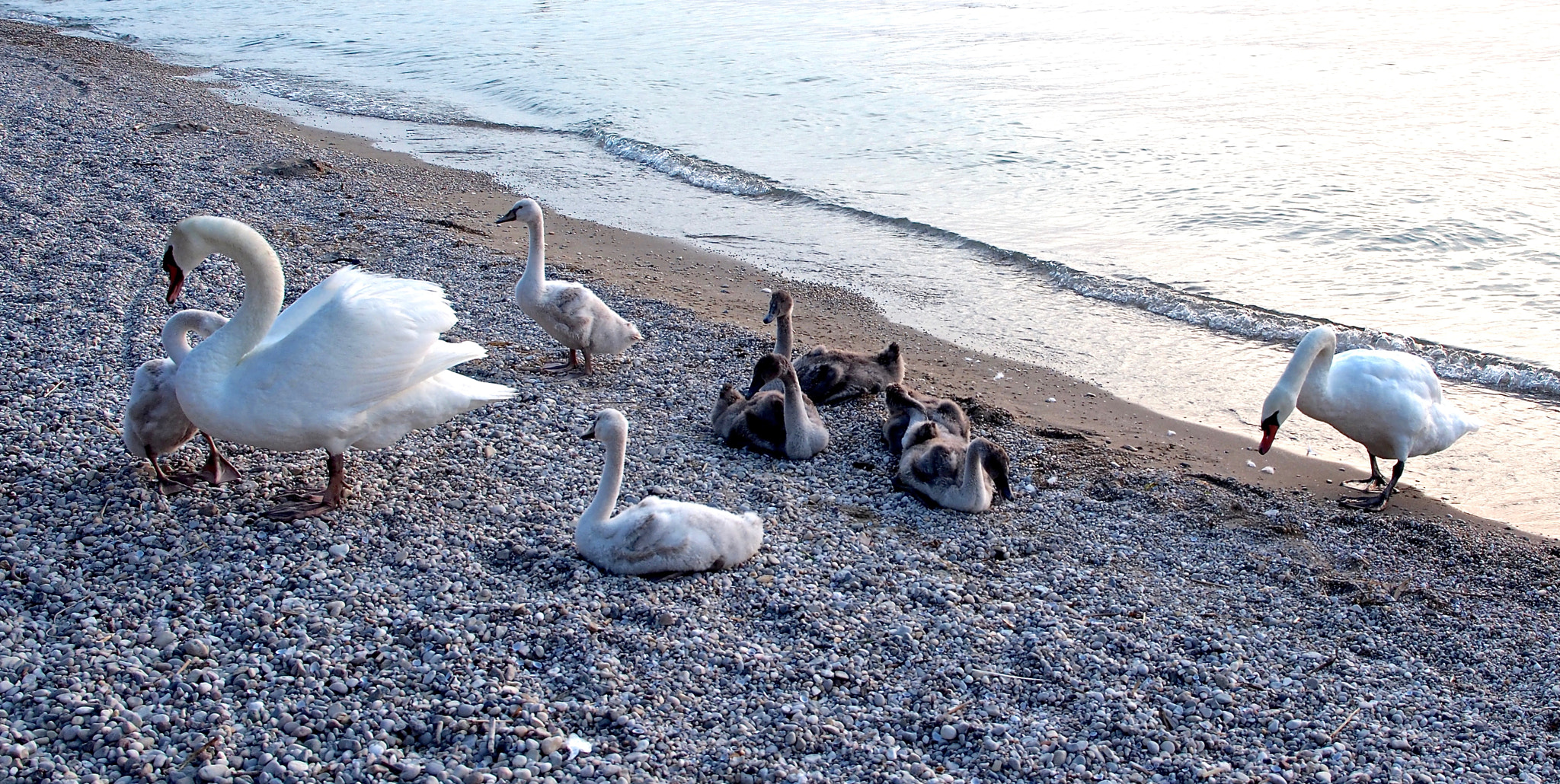 Panasonic Lumix G X Vario 12-35mm F2.8 ASPH Power OIS sample photo. The swan family photography