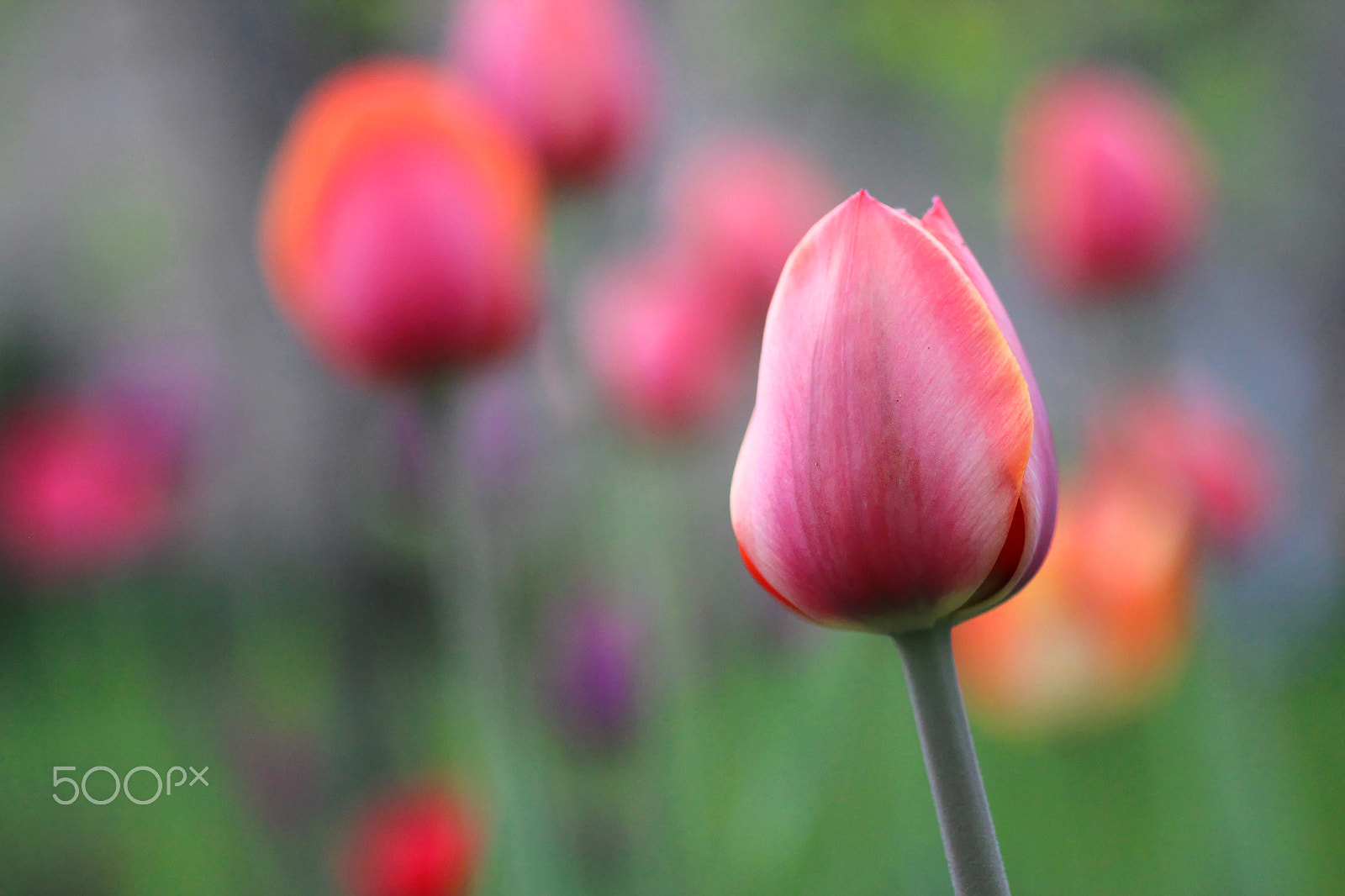 Sigma 50mm f/1.4 EX DG HSM + 1.4x sample photo. Tulips photography