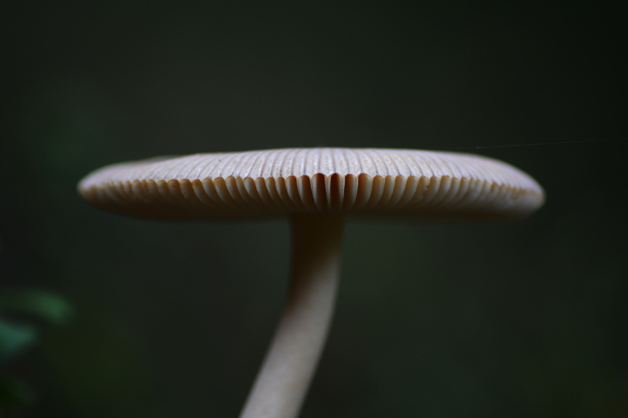 AF Nikkor 50mm f/1.8D + 1.4x sample photo. Mushroom | mapog photography