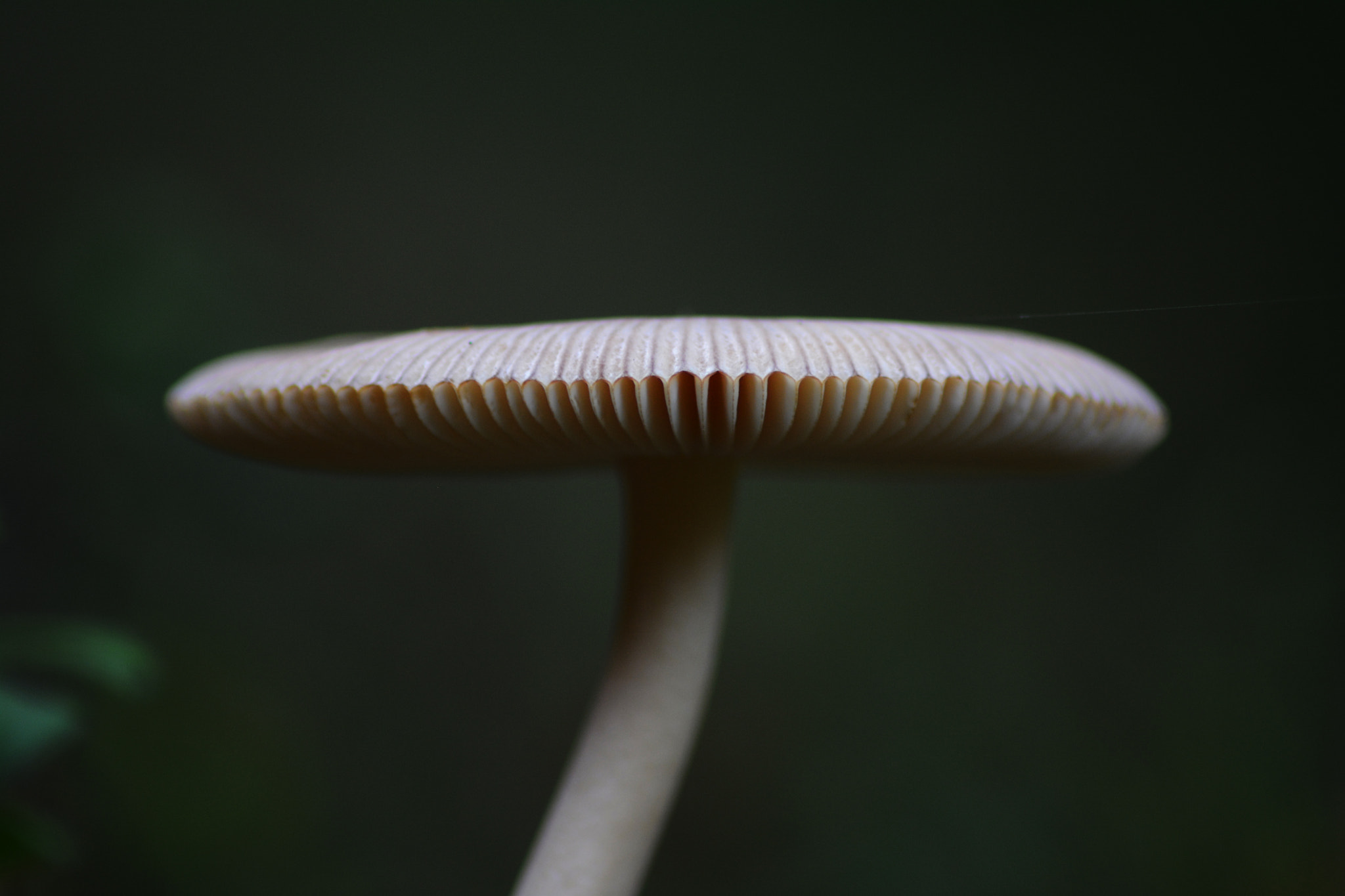 Nikon D5200 + AF Nikkor 50mm f/1.8D + 1.4x sample photo. Mushroom | mapog photography