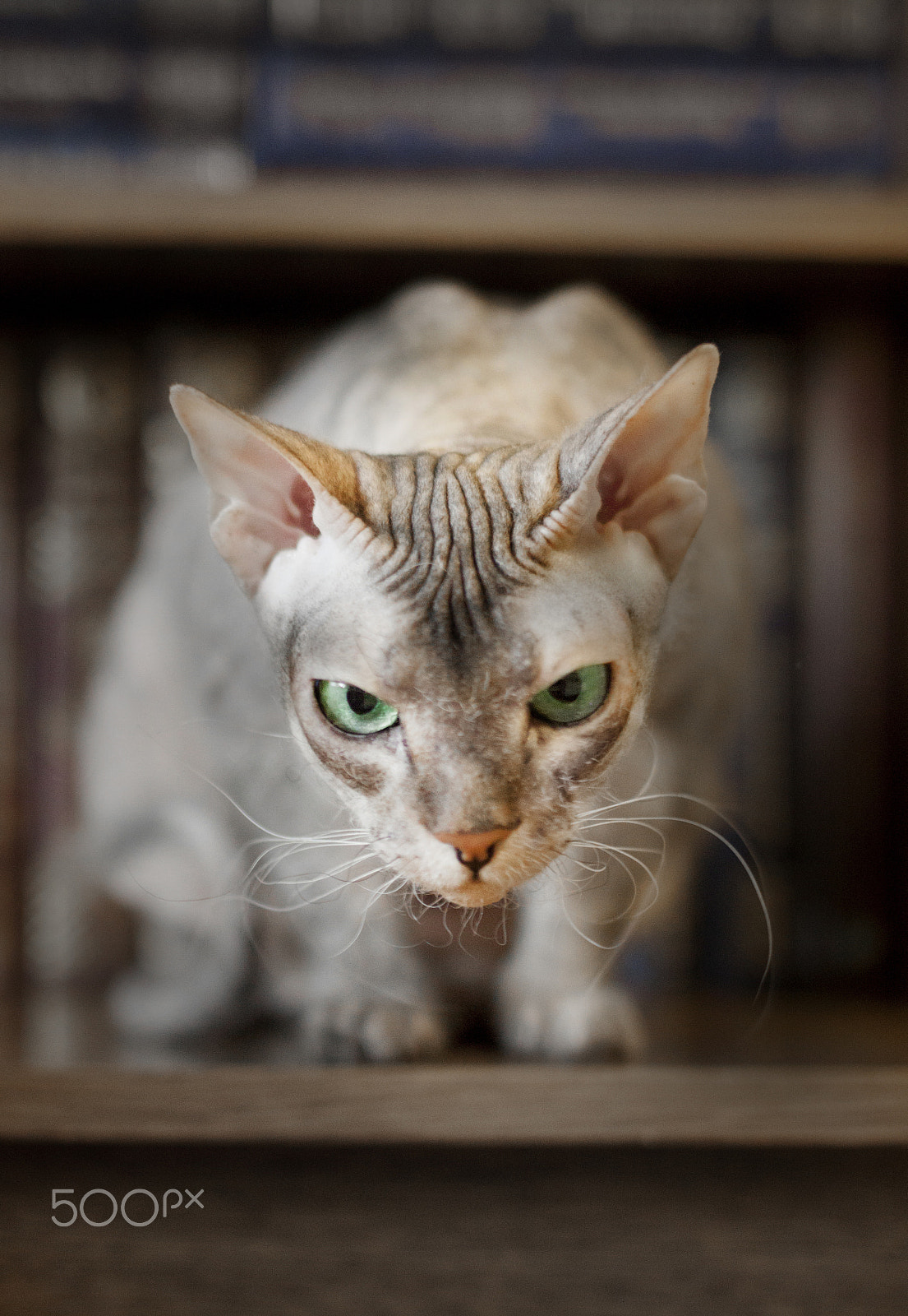 Canon EF 35-80mm f/4-5.6 sample photo. Donskoy cat photography