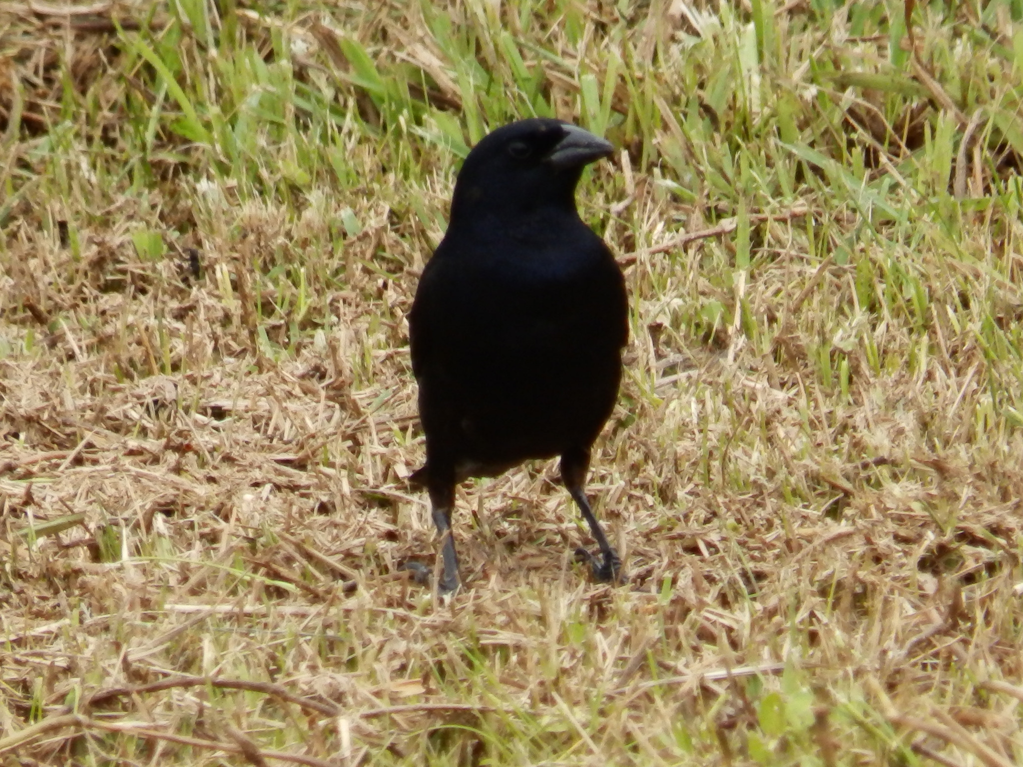 Olympus SP-820UZ sample photo. Bird 4 photography
