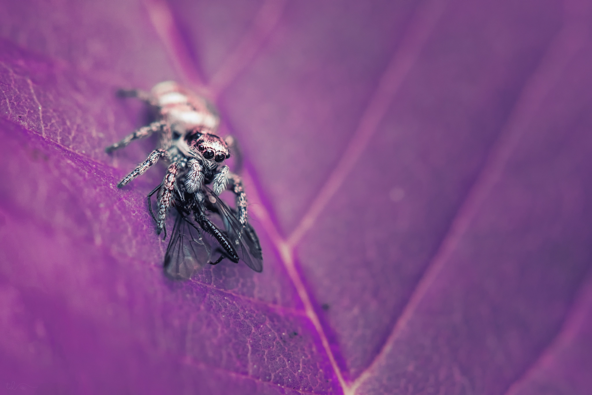 Nikon AF-S Micro-Nikkor 105mm F2.8G IF-ED VR sample photo. Salticus scenicus photography
