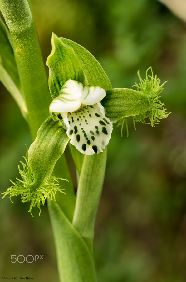 Pentax K-3 II sample photo. Flor del bigote  (moustache flower) photography