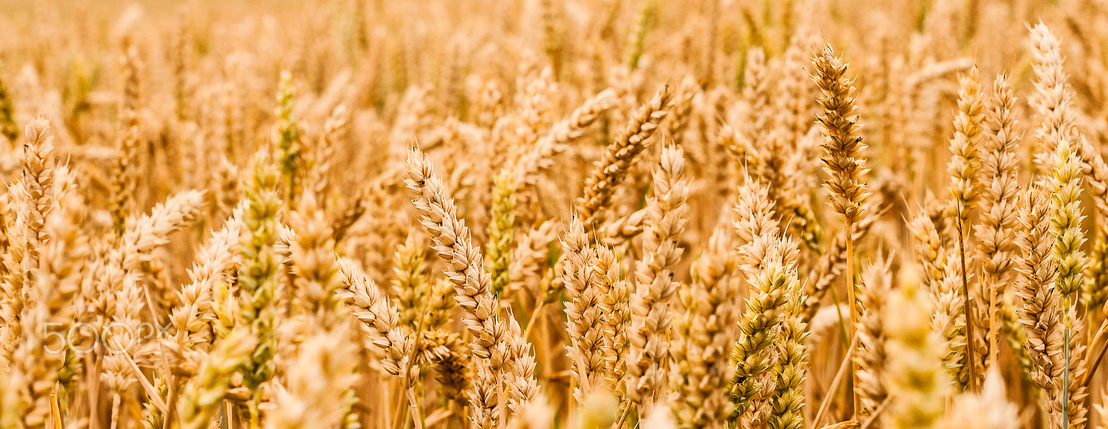 Nikon D300S + Nikon AF-S Nikkor 50mm F1.4G sample photo. Wheat field photography