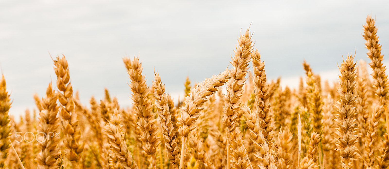 Nikon D300S + Nikon AF-S Nikkor 50mm F1.4G sample photo. Wheat field photography