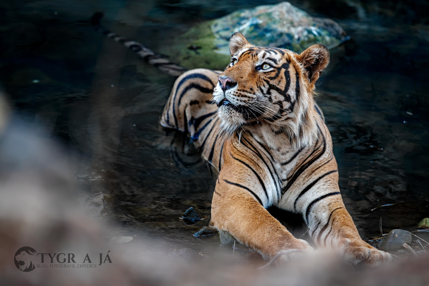Canon EF 300mm F2.8L IS II USM sample photo. Eye of the tiger ... simply amazing creature! photography