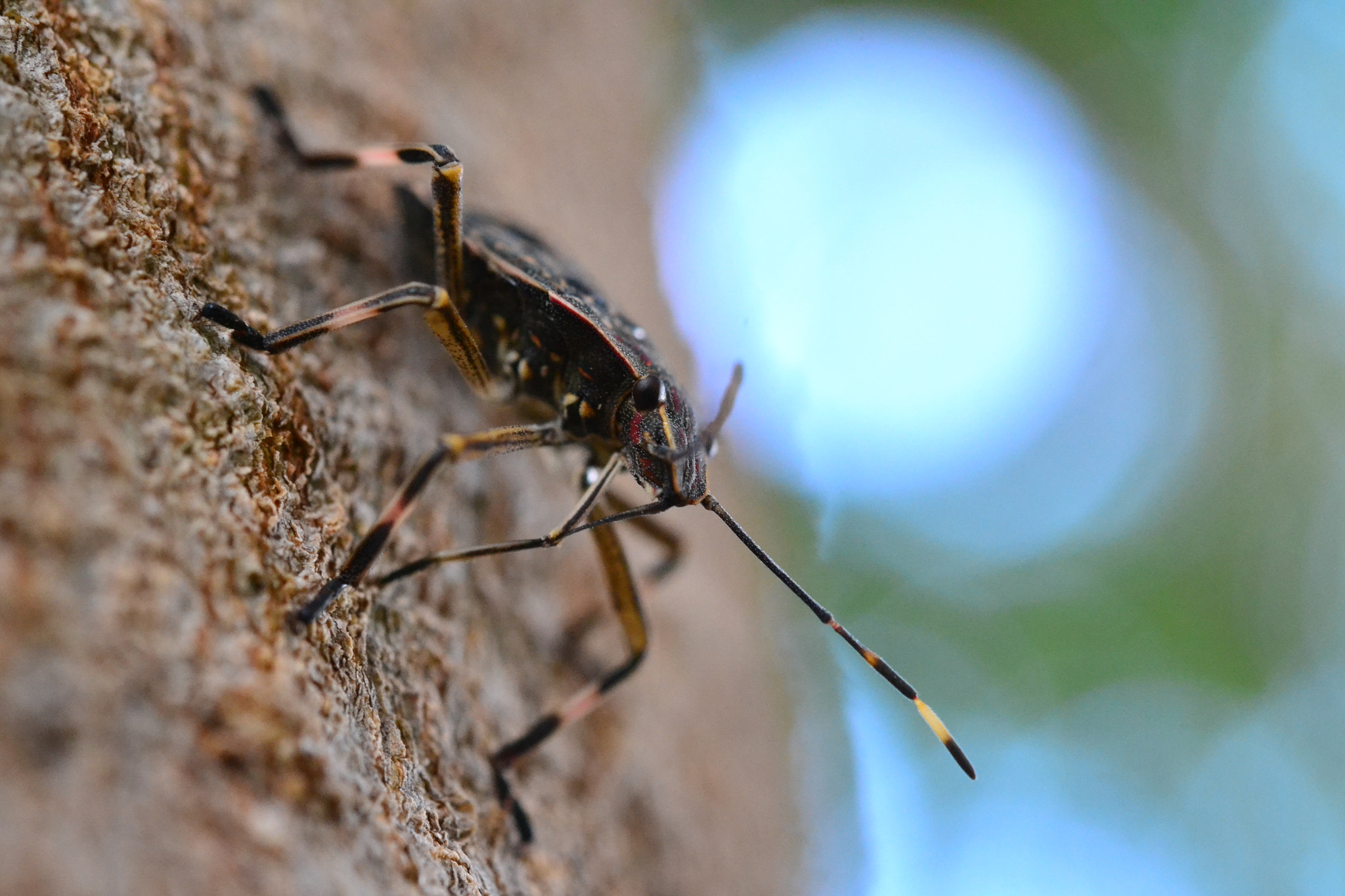 Nikon AF-S Micro-Nikkor 60mm F2.8G ED sample photo. Insect macro.jpg photography