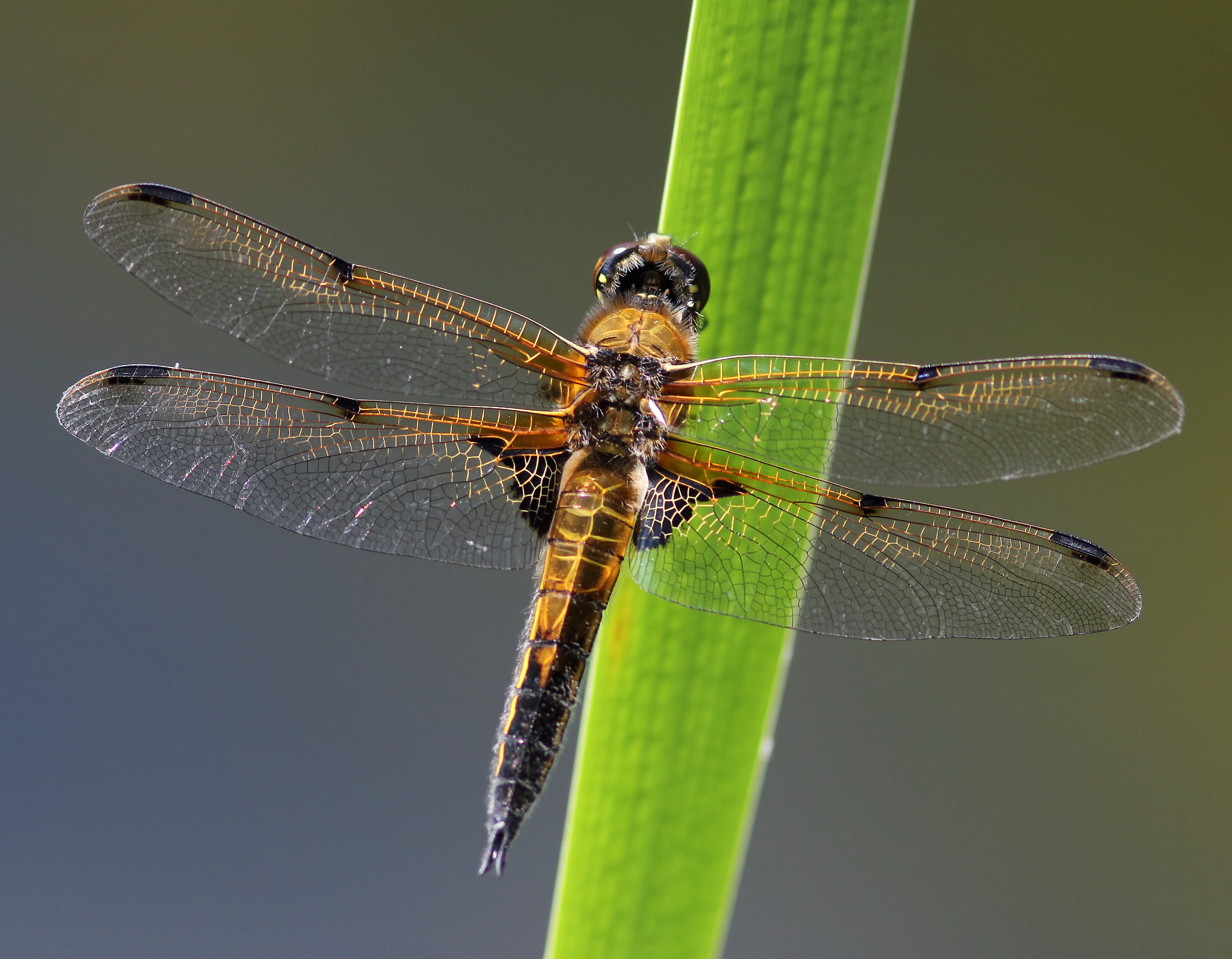 Canon EF 300mm F4L IS USM sample photo. Four-spotted chaser photography