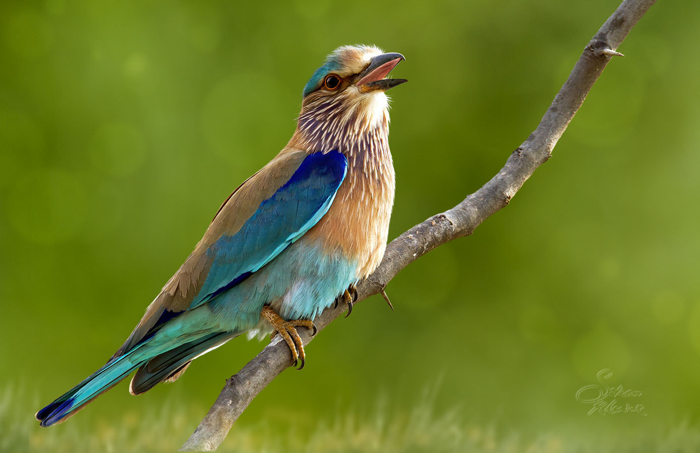Sigma 150-600mm F5-6.3 DG OS HSM | C sample photo. Indian roller # photography