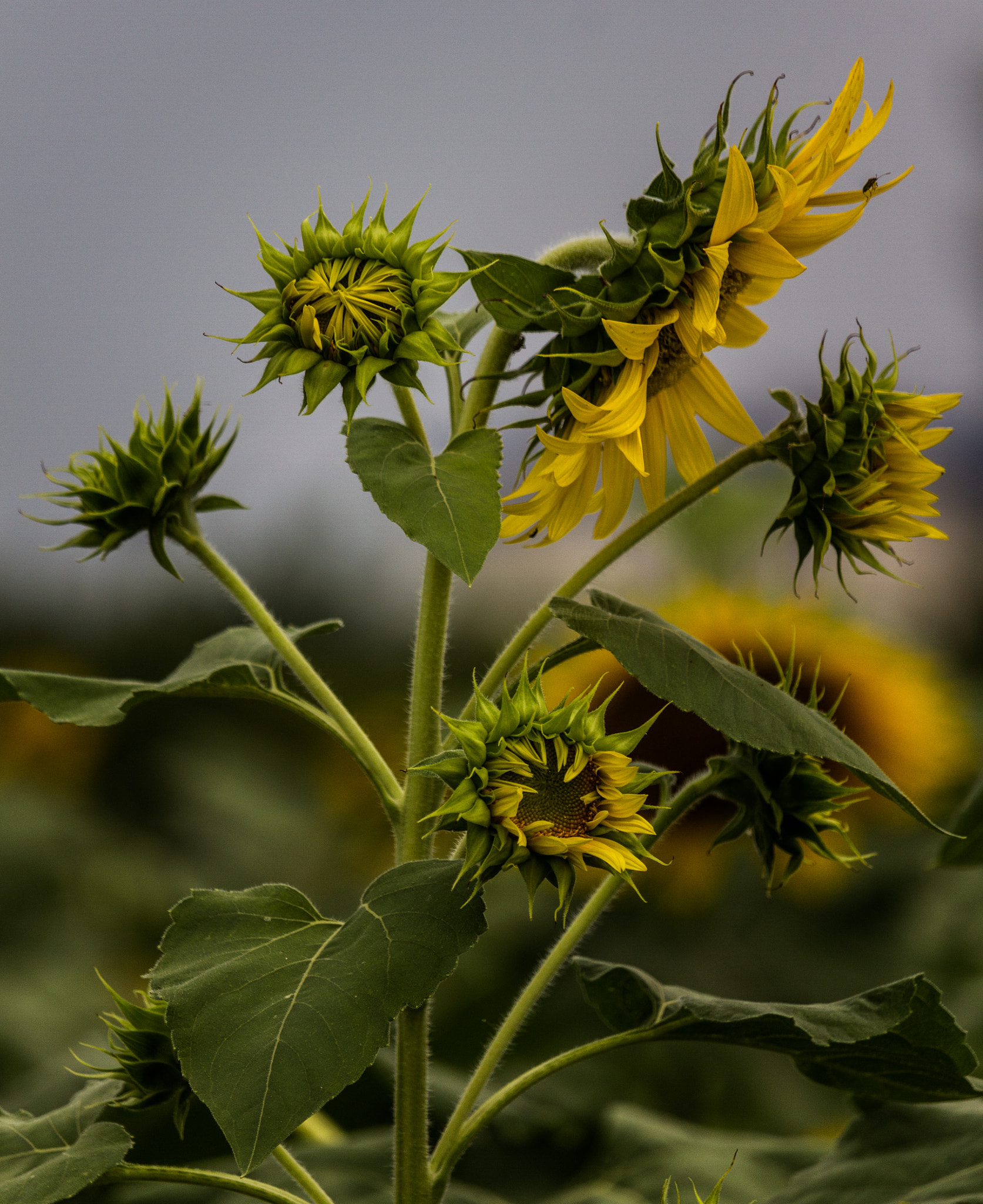 Canon EF-S 55-250mm F4-5.6 IS STM sample photo. Family tree photography