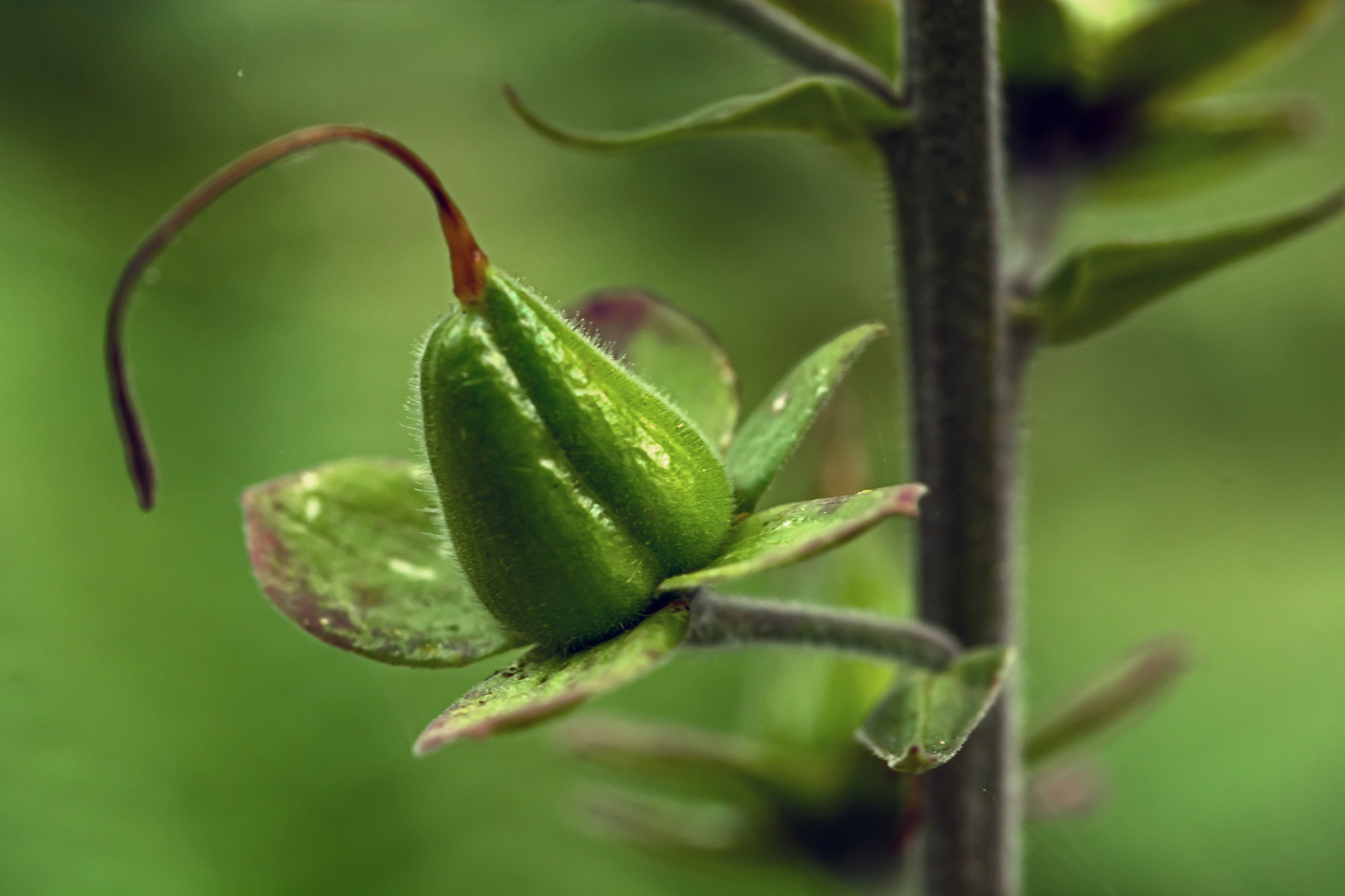 Nikon D7100 + AF Micro-Nikkor 60mm f/2.8 sample photo. A plantagenet crown? photography