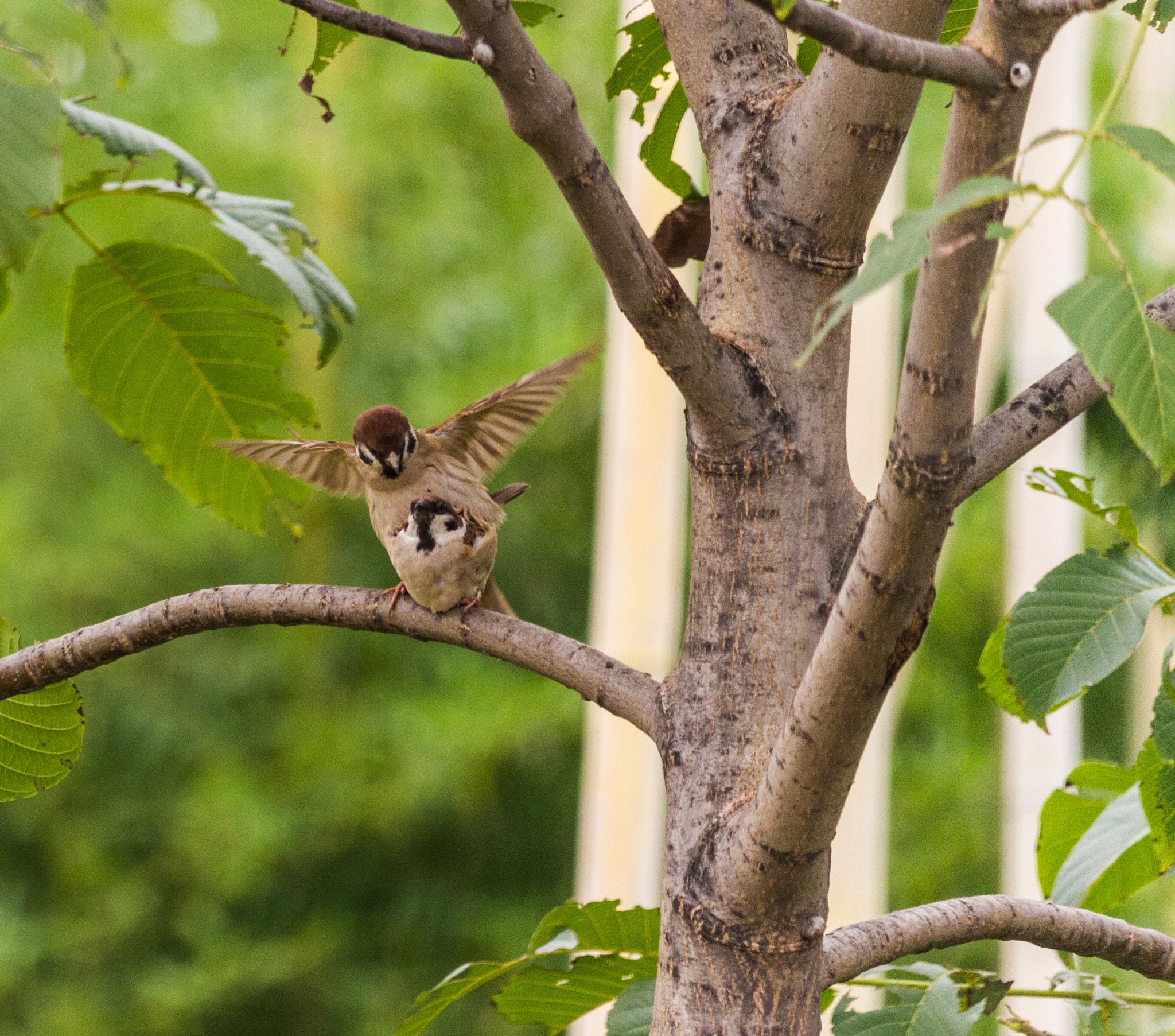 Canon EF-S 55-250mm F4-5.6 IS STM sample photo. Happy birds photography