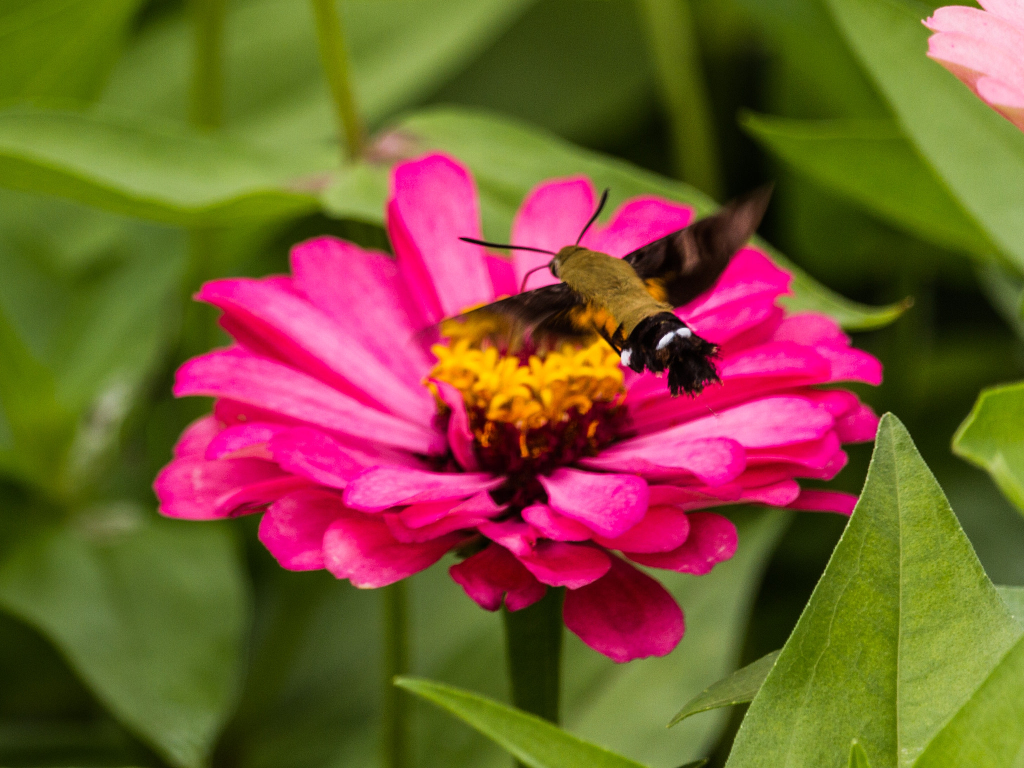 Canon EF-S 55-250mm F4-5.6 IS STM sample photo. Hard worker photography