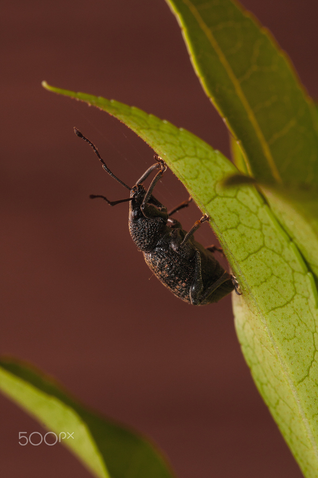 Sigma 105mm F2.8 EX DG OS HSM sample photo. Vine weevil photography