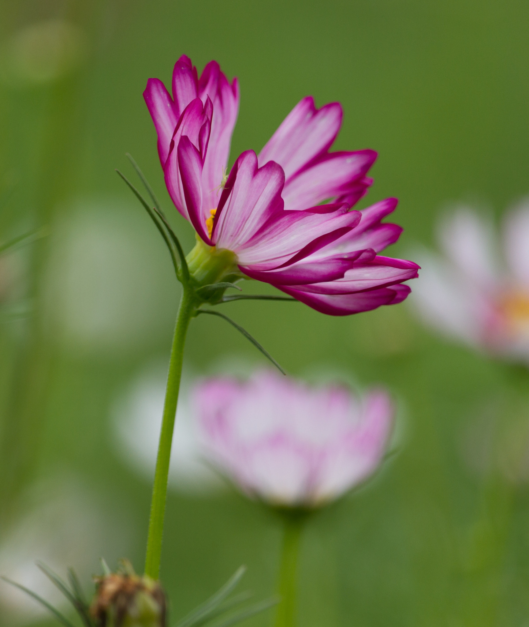 Canon EF-S 55-250mm F4-5.6 IS STM sample photo. Beauty photography