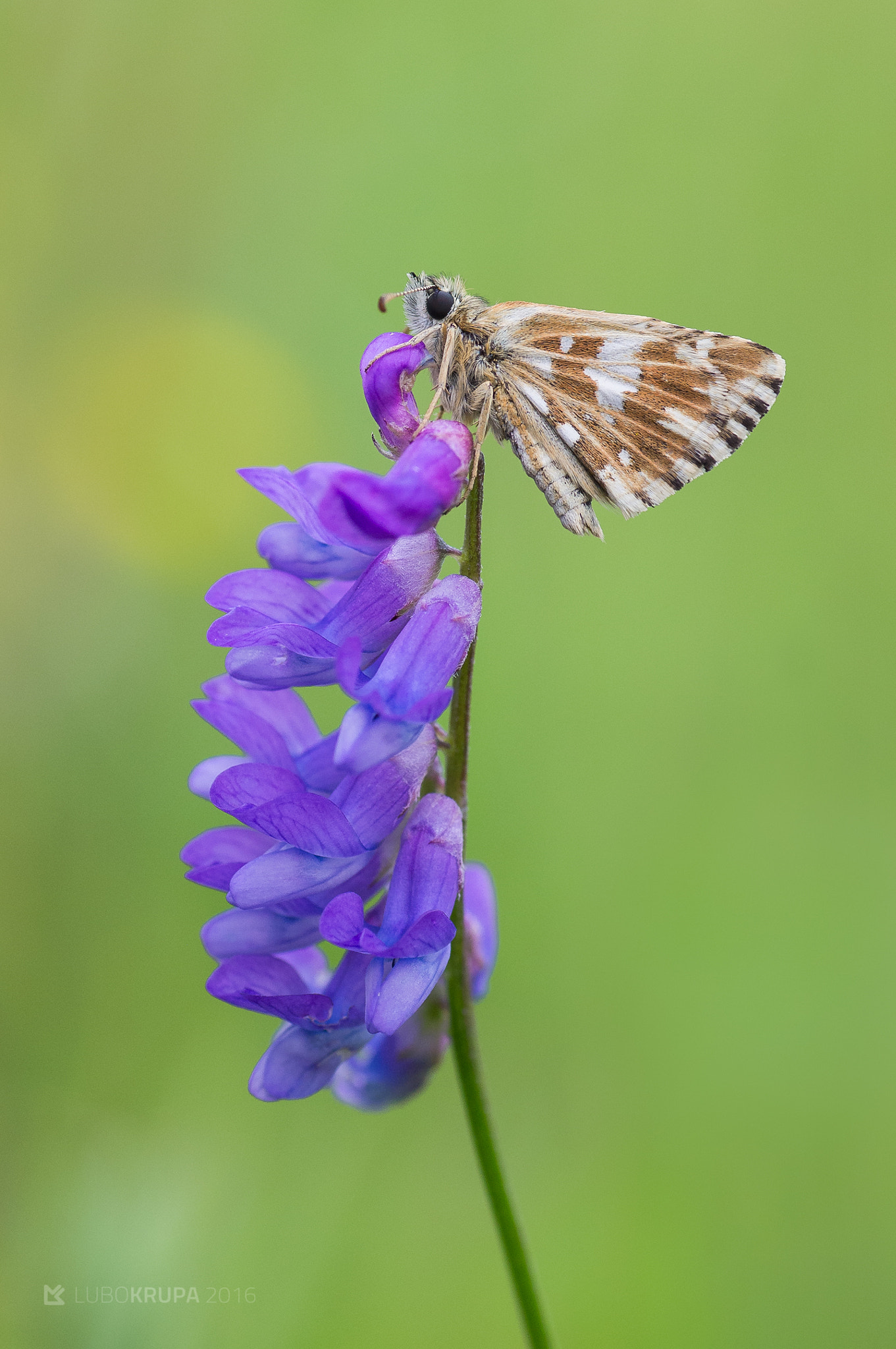 Pentax K-r + Tamron SP AF 90mm F2.8 Di Macro sample photo. Pyrgus malvae photography