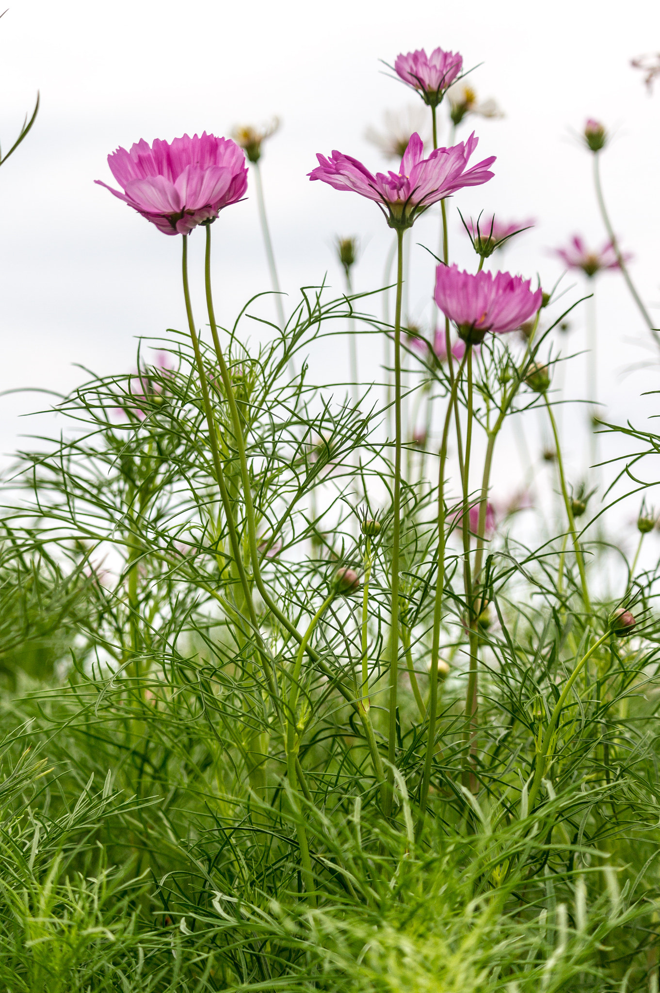Canon EF-S 55-250mm F4-5.6 IS STM sample photo. Up up up photography