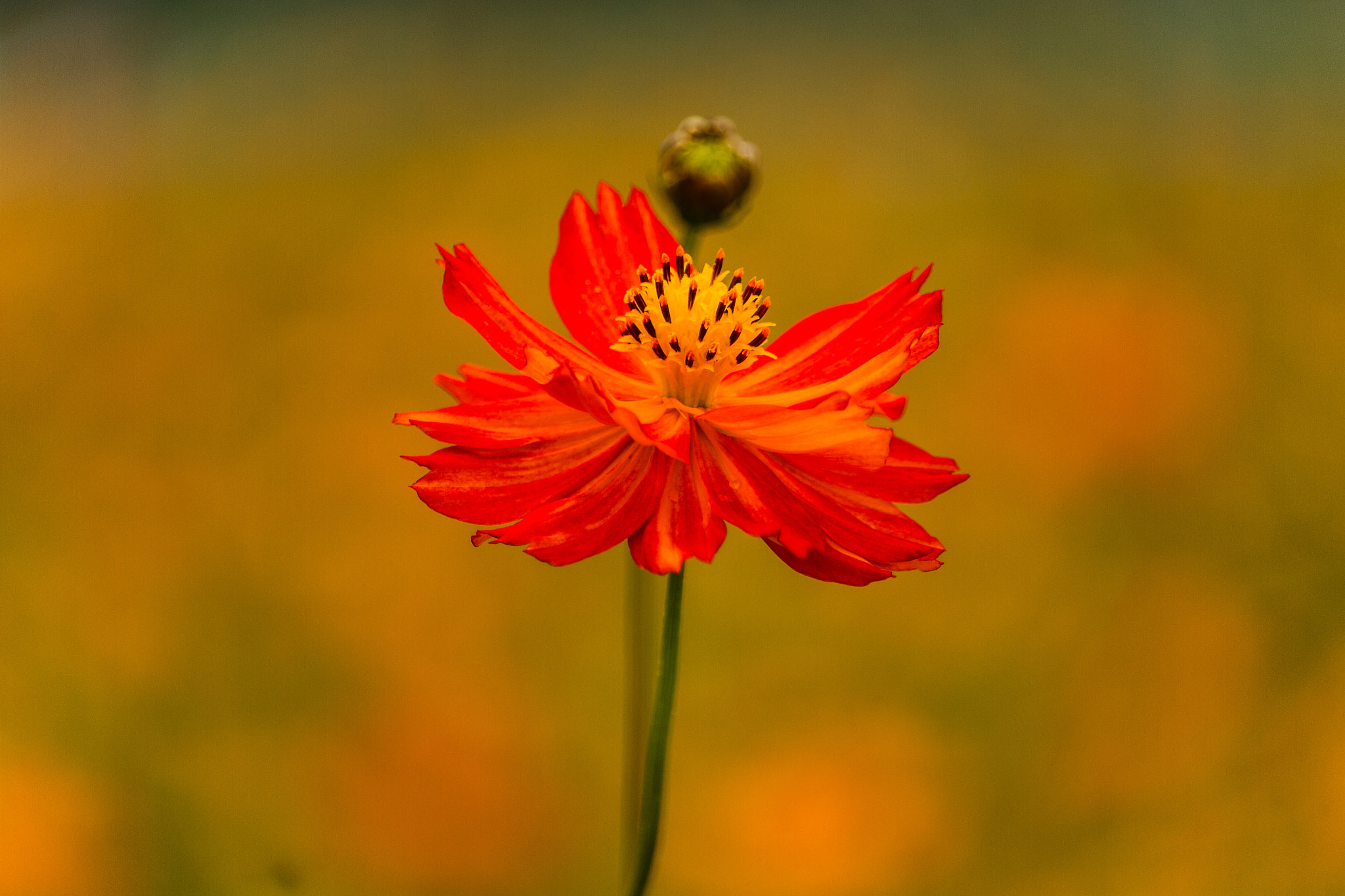 Canon EF-S 55-250mm F4-5.6 IS STM sample photo. Brave heart photography