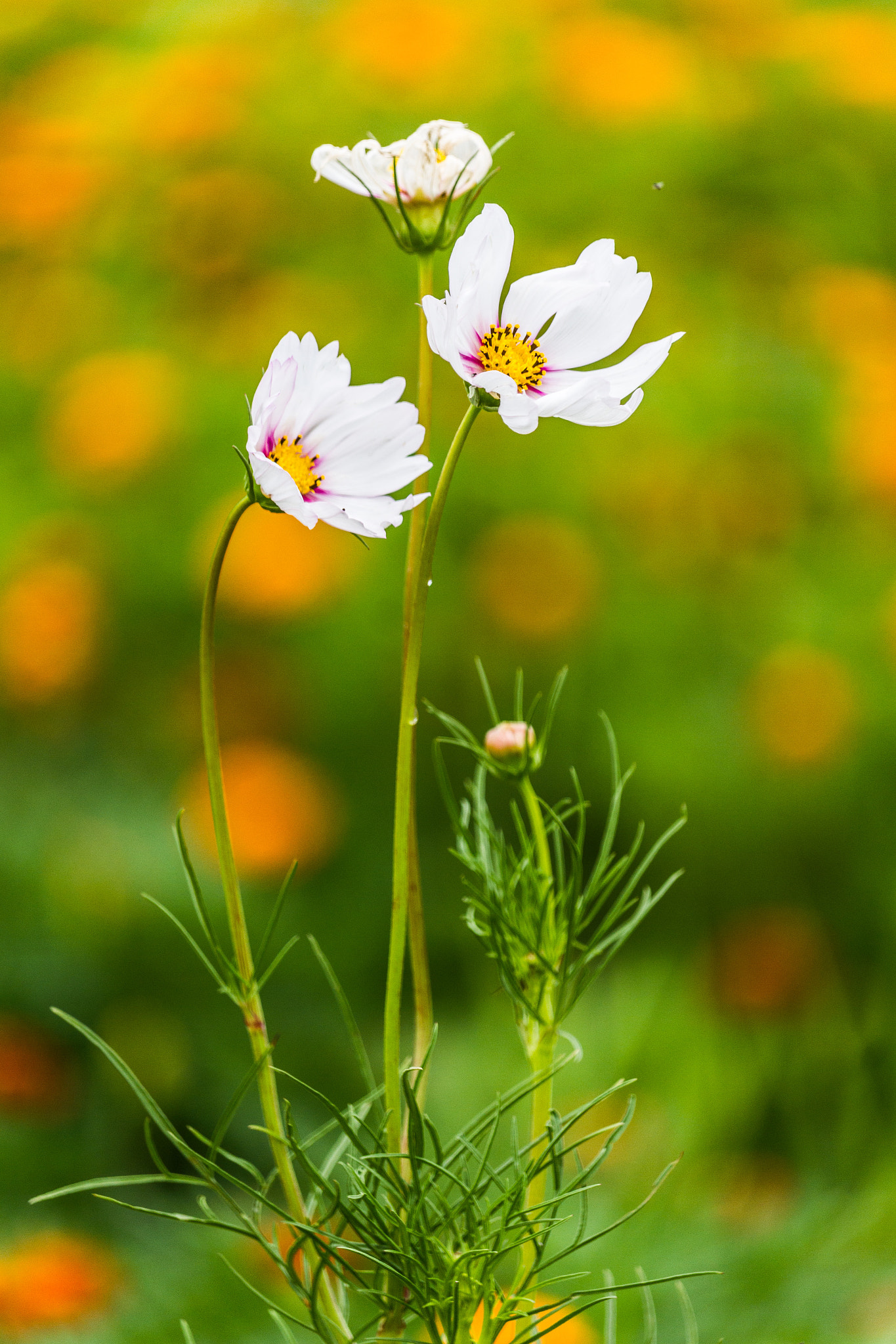 Canon EF-S 55-250mm F4-5.6 IS STM sample photo. Couple photography