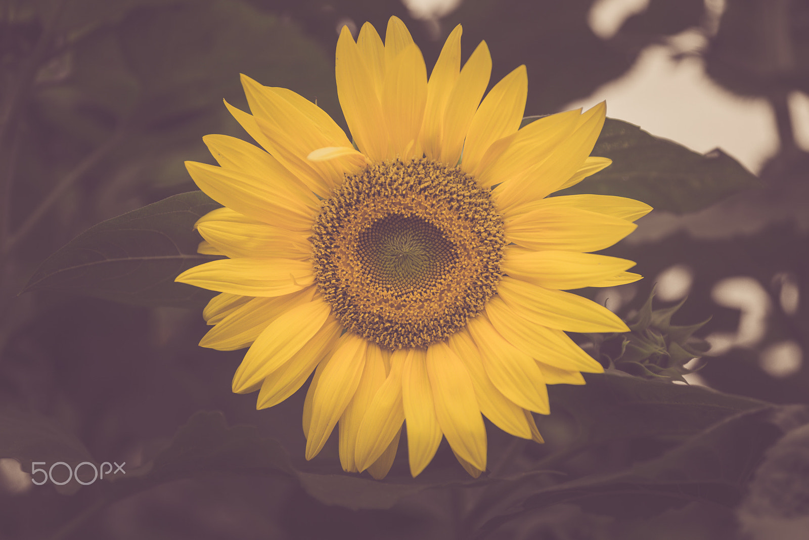 Sony a7R sample photo. Sunflower photography