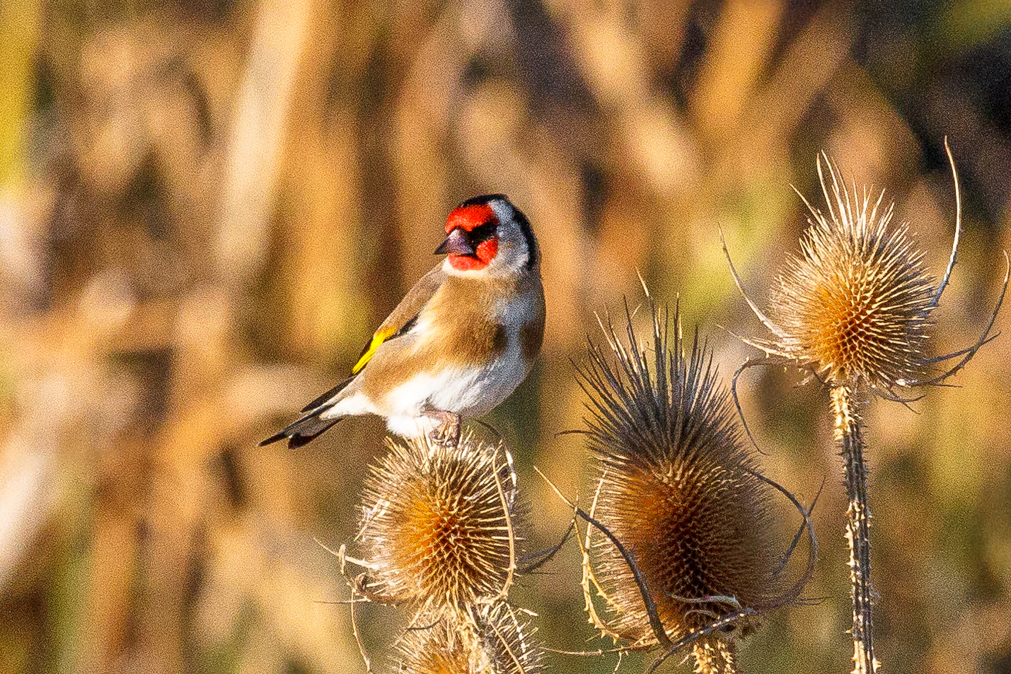 Canon EOS 60D + Canon EF 100-400mm F4.5-5.6L IS USM sample photo. Goldfinch photography