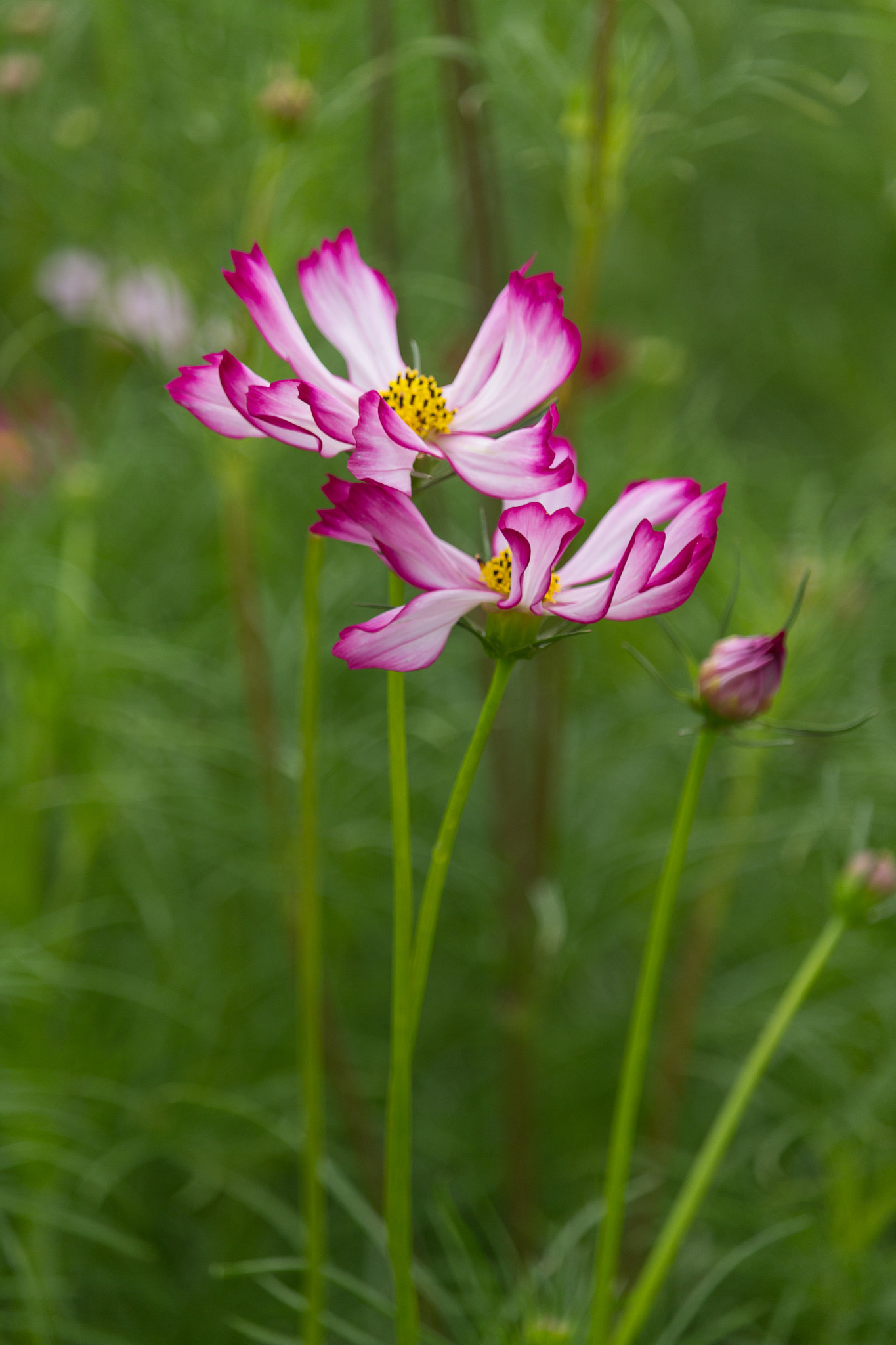 Canon EF-S 55-250mm F4-5.6 IS STM sample photo. Together photography