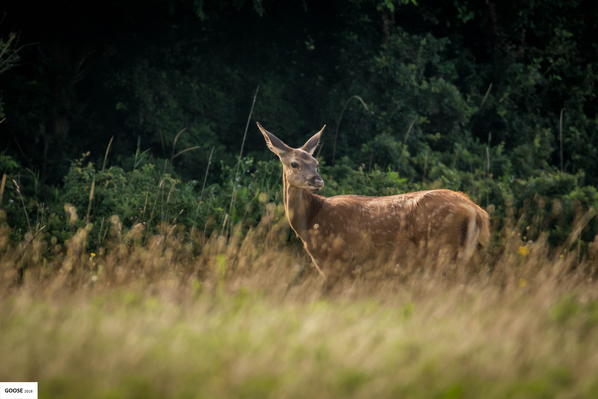 Sigma 150-600mm F5-6.3 DG OS HSM | C sample photo. Look back photography