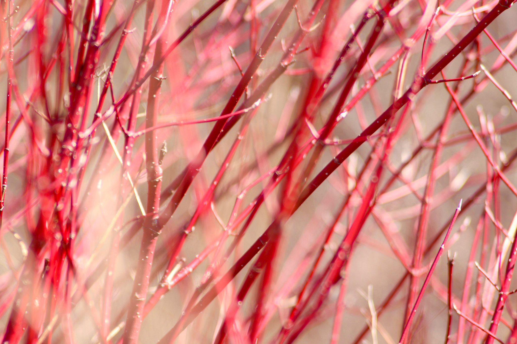 Canon EOS 50D + Canon EF 28-200mm F3.5-5.6 USM sample photo. Red twig dogwood photography