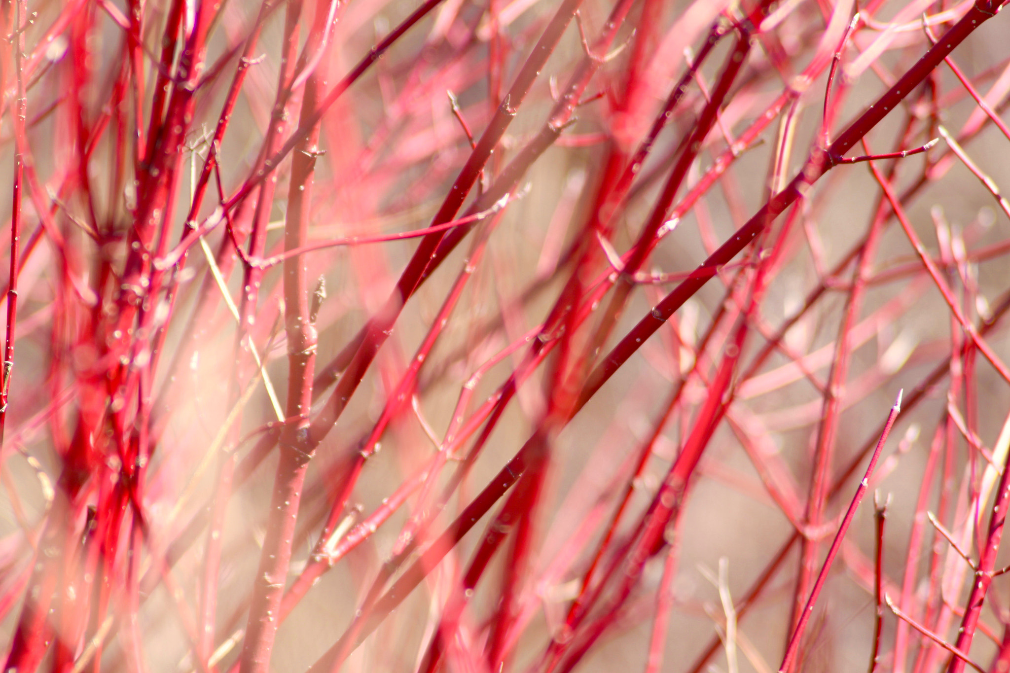 Canon EF 28-200mm F3.5-5.6 USM sample photo. Red twig dogwood photography