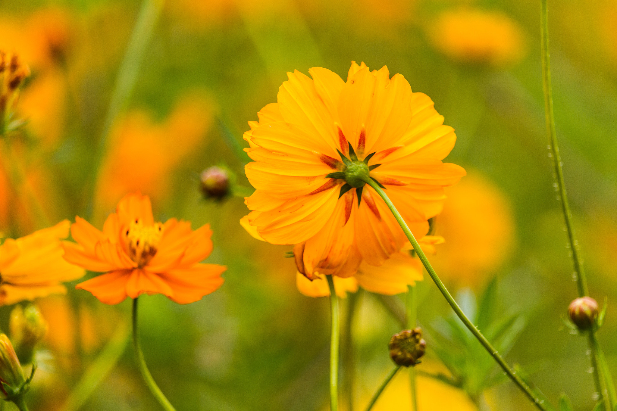 Canon EF-S 55-250mm F4-5.6 IS STM sample photo. Can we talk? photography