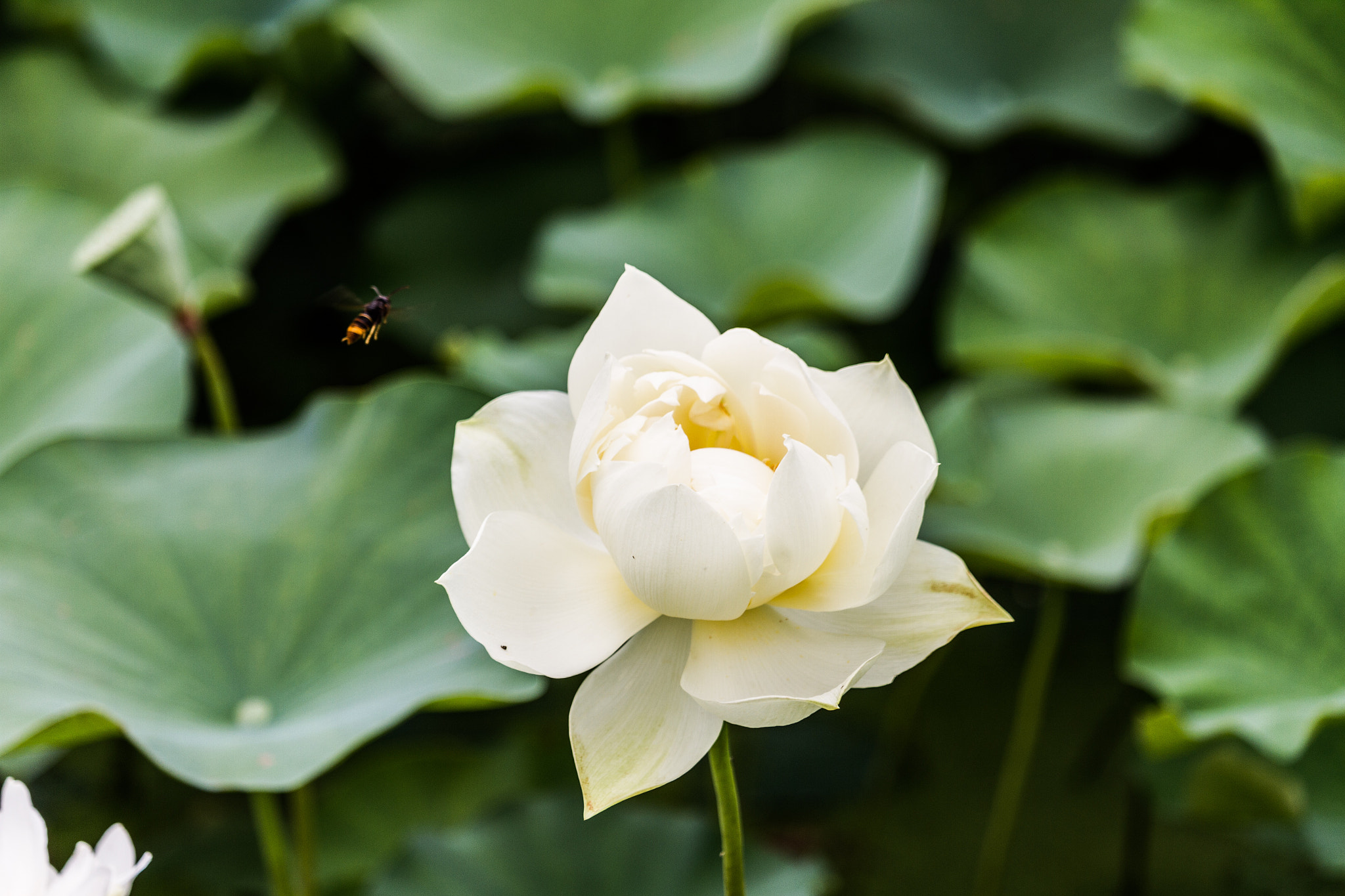 Canon EF-S 55-250mm F4-5.6 IS STM sample photo. Here i am photography