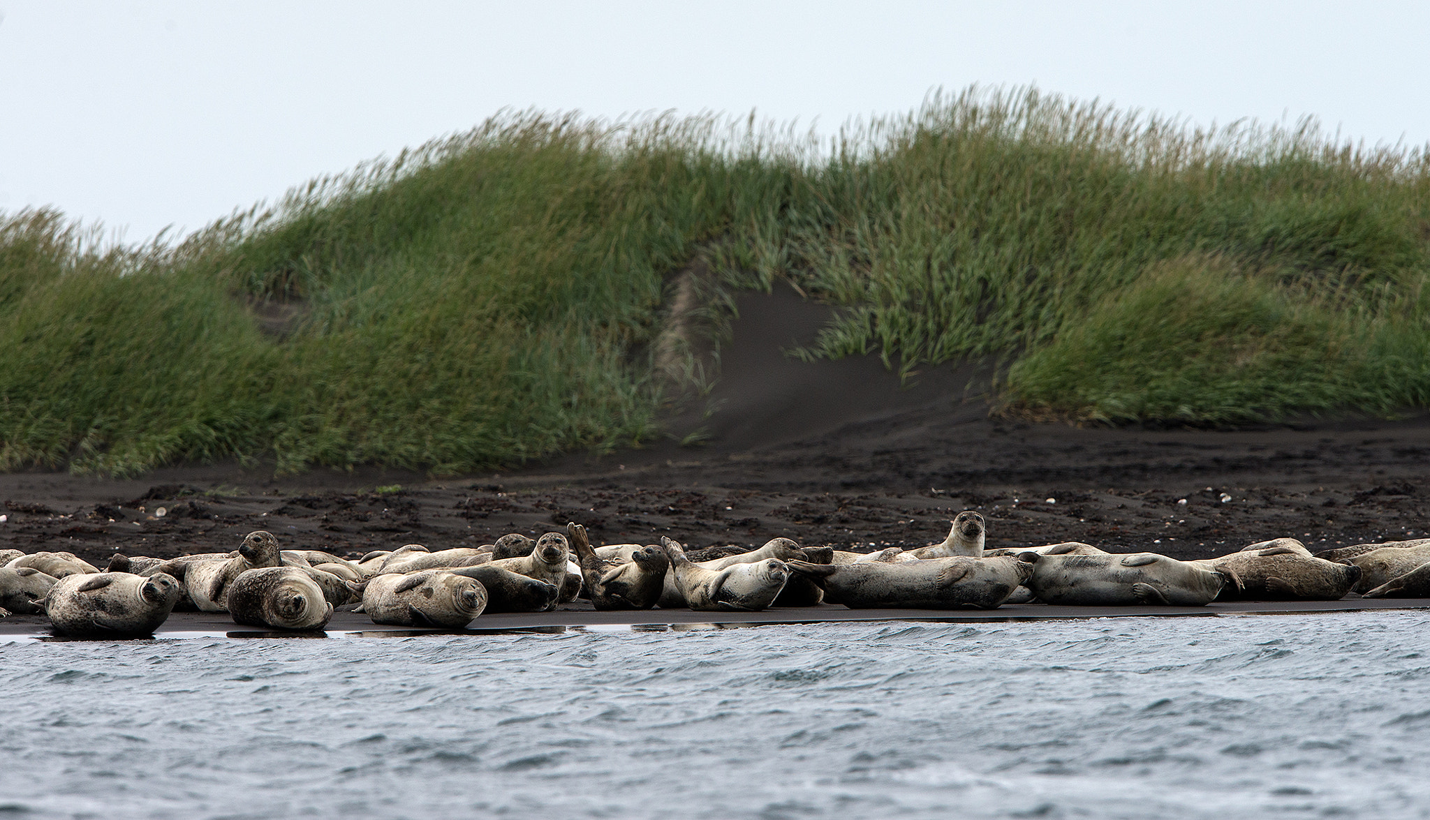 Nikon D600 sample photo. Seals coloni photography