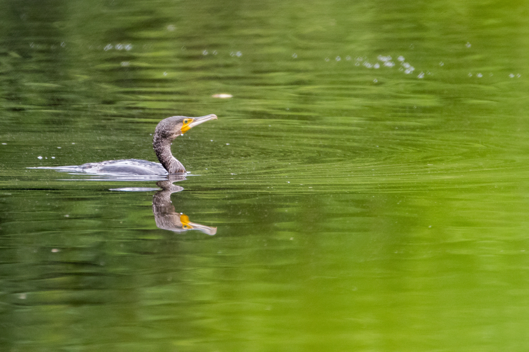 Sigma 150-600mm F5-6.3 DG OS HSM | C sample photo. Kormoran photography
