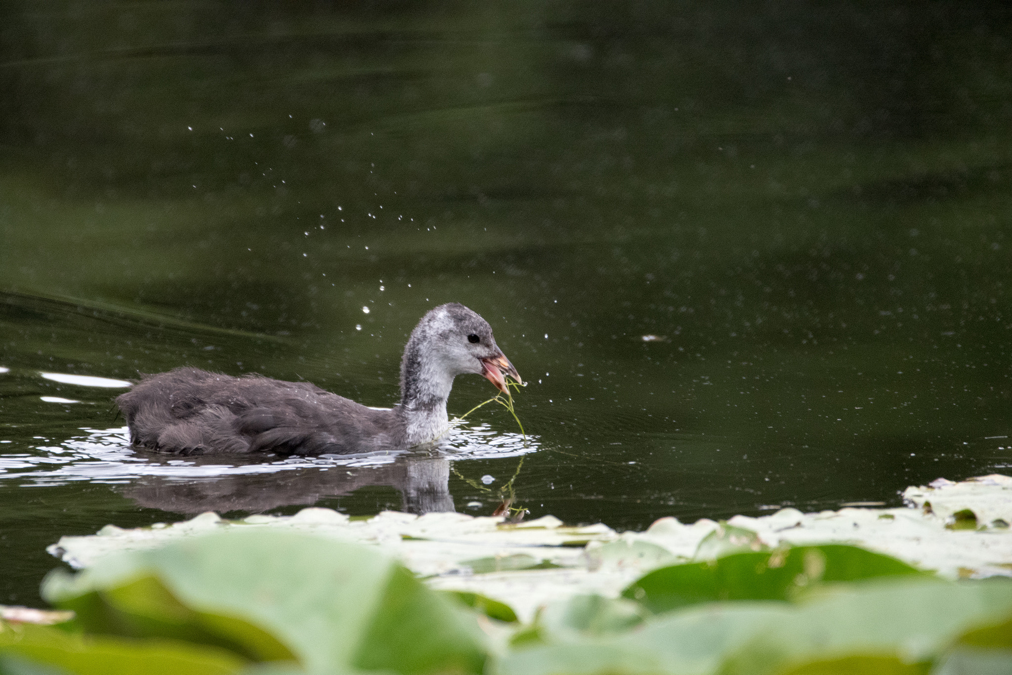 Sigma 150-600mm F5-6.3 DG OS HSM | C sample photo. Vogel photography