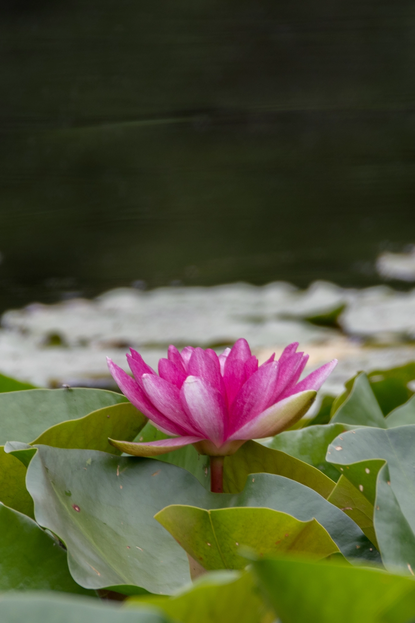 Sigma 150-600mm F5-6.3 DG OS HSM | C sample photo. Seerose photography