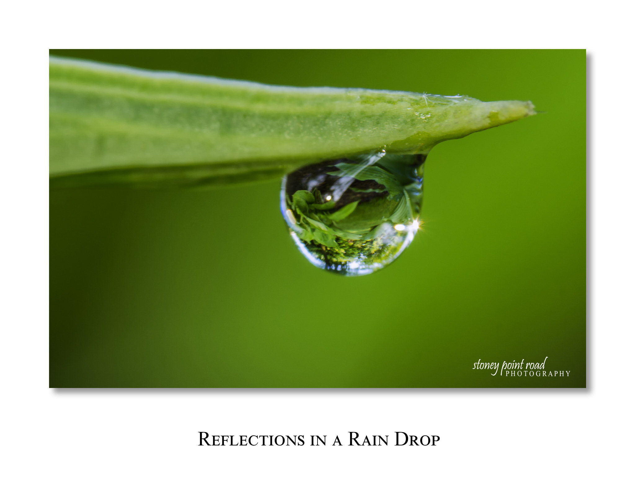 Canon EF-S 60mm F2.8 Macro USM sample photo. Hosta in rain drop photography